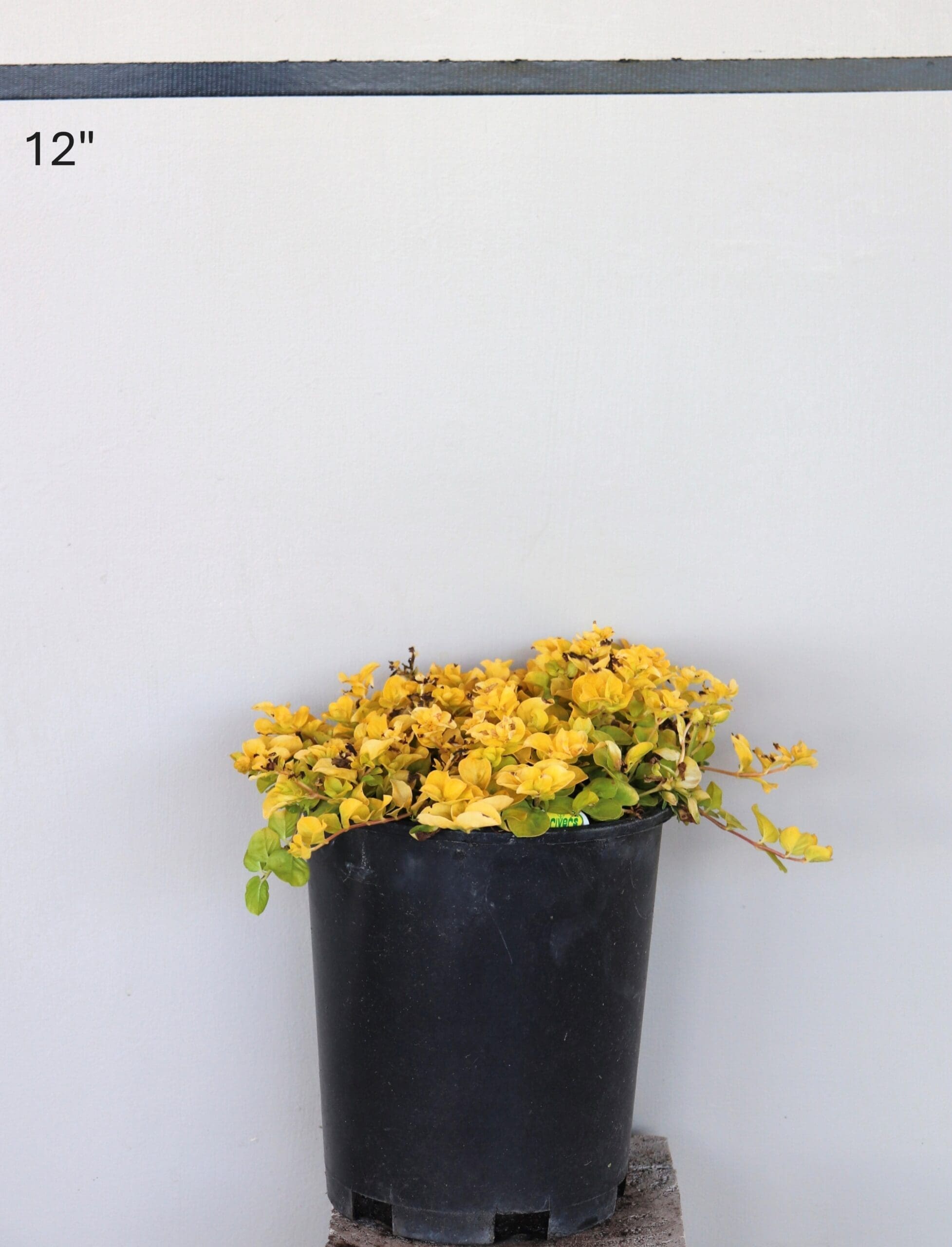 Lysimachia nummularia 'Aurea' - Golden Moneywort
