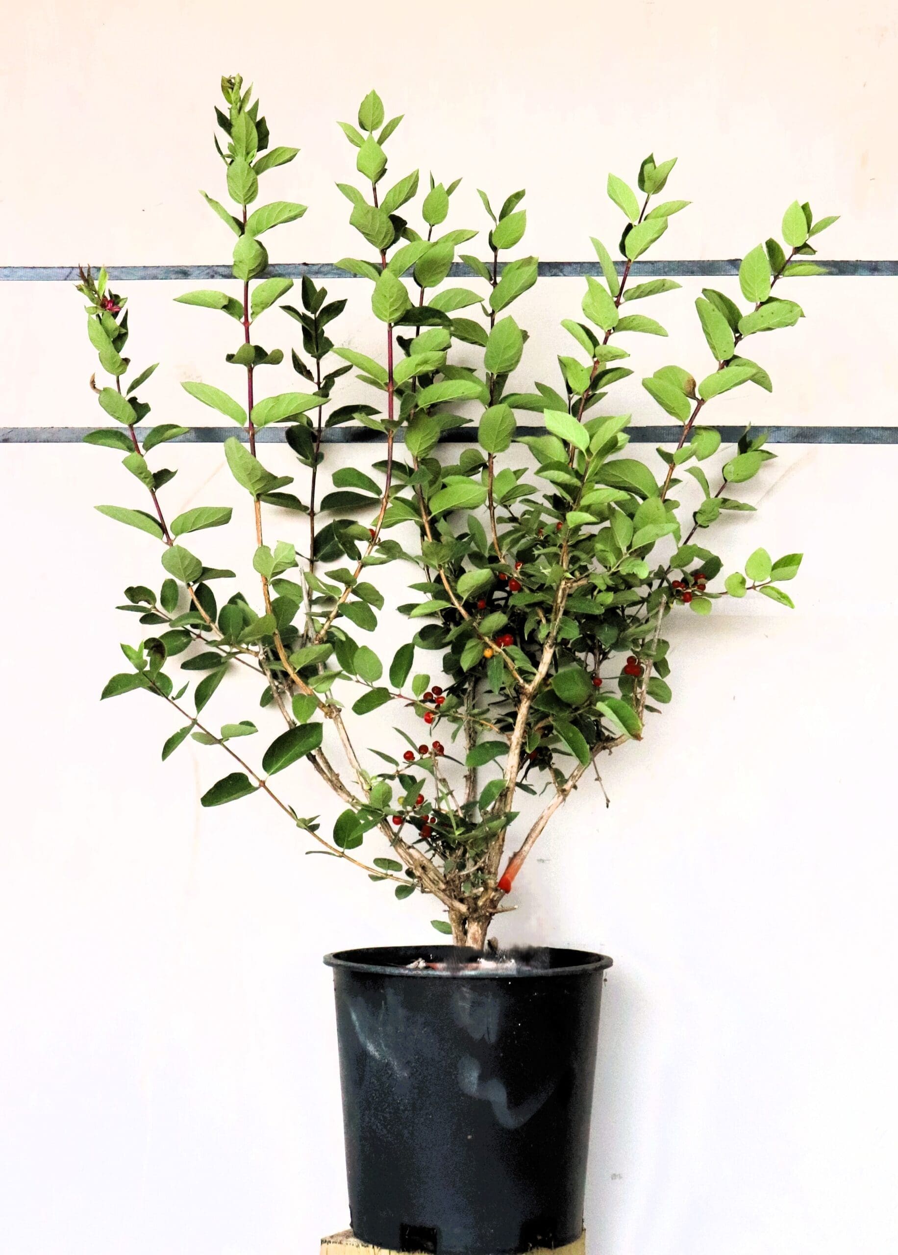 Lonicera tatarica 'Arnold Red'