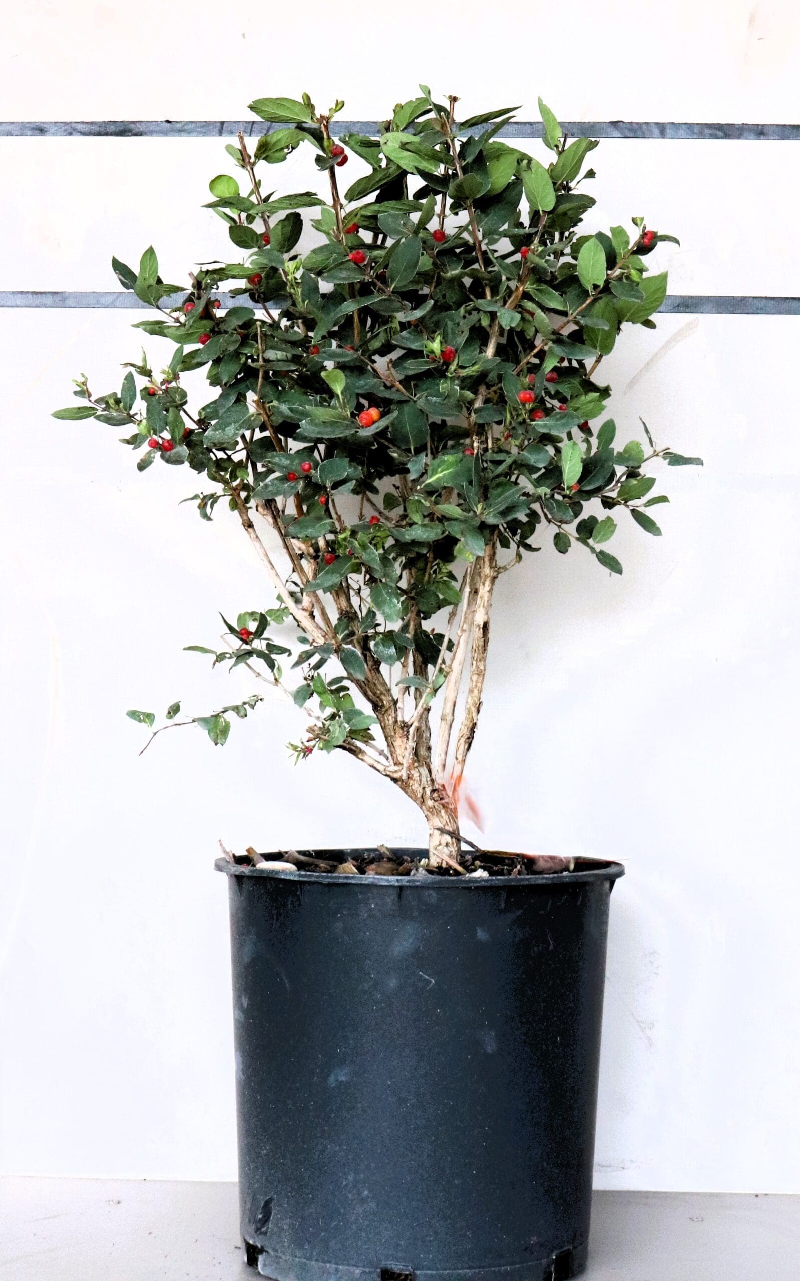 Lonicera tatarica 'Arnold Red'
