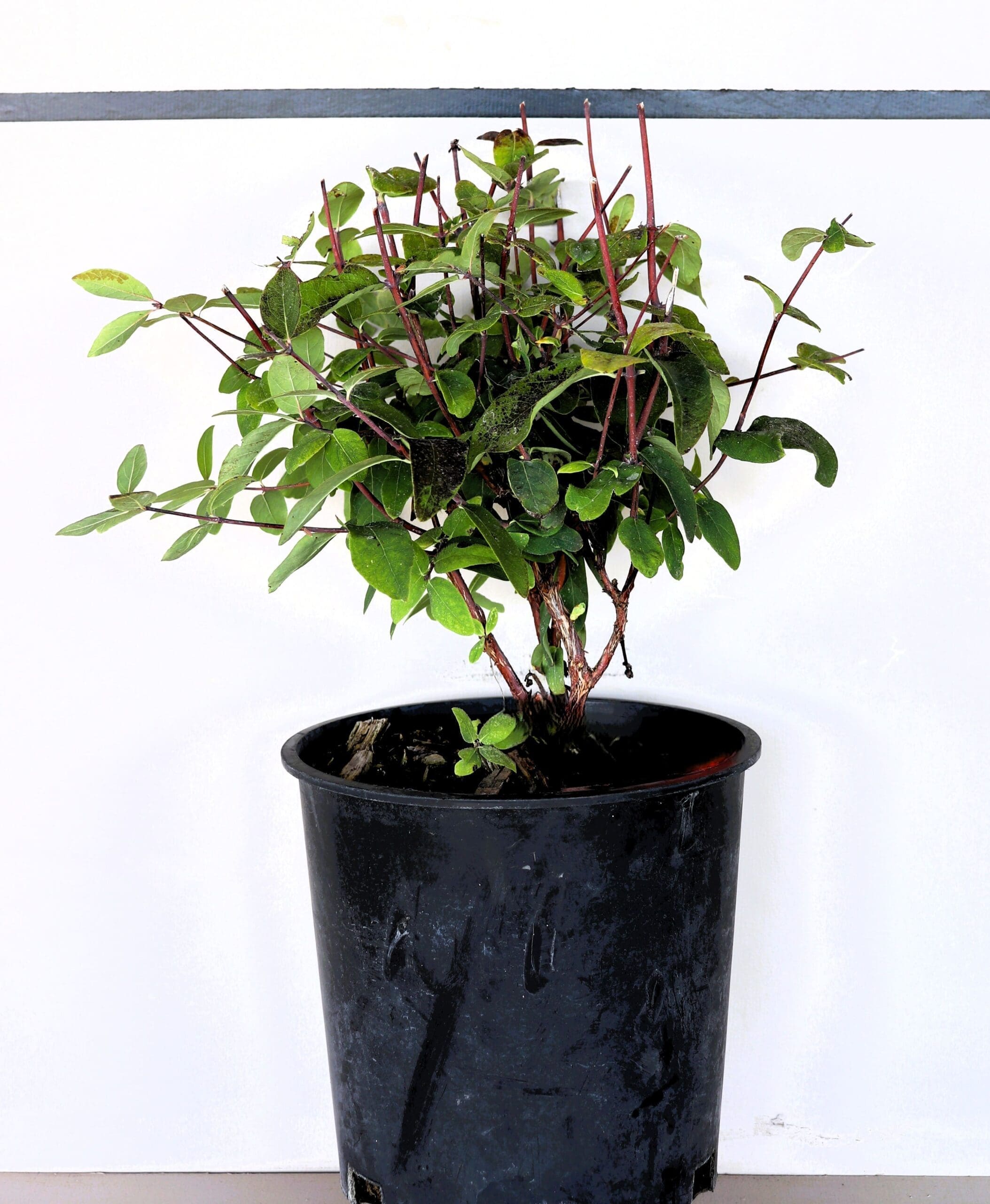 Lonicera edulis k. 'Polar Jewel'
