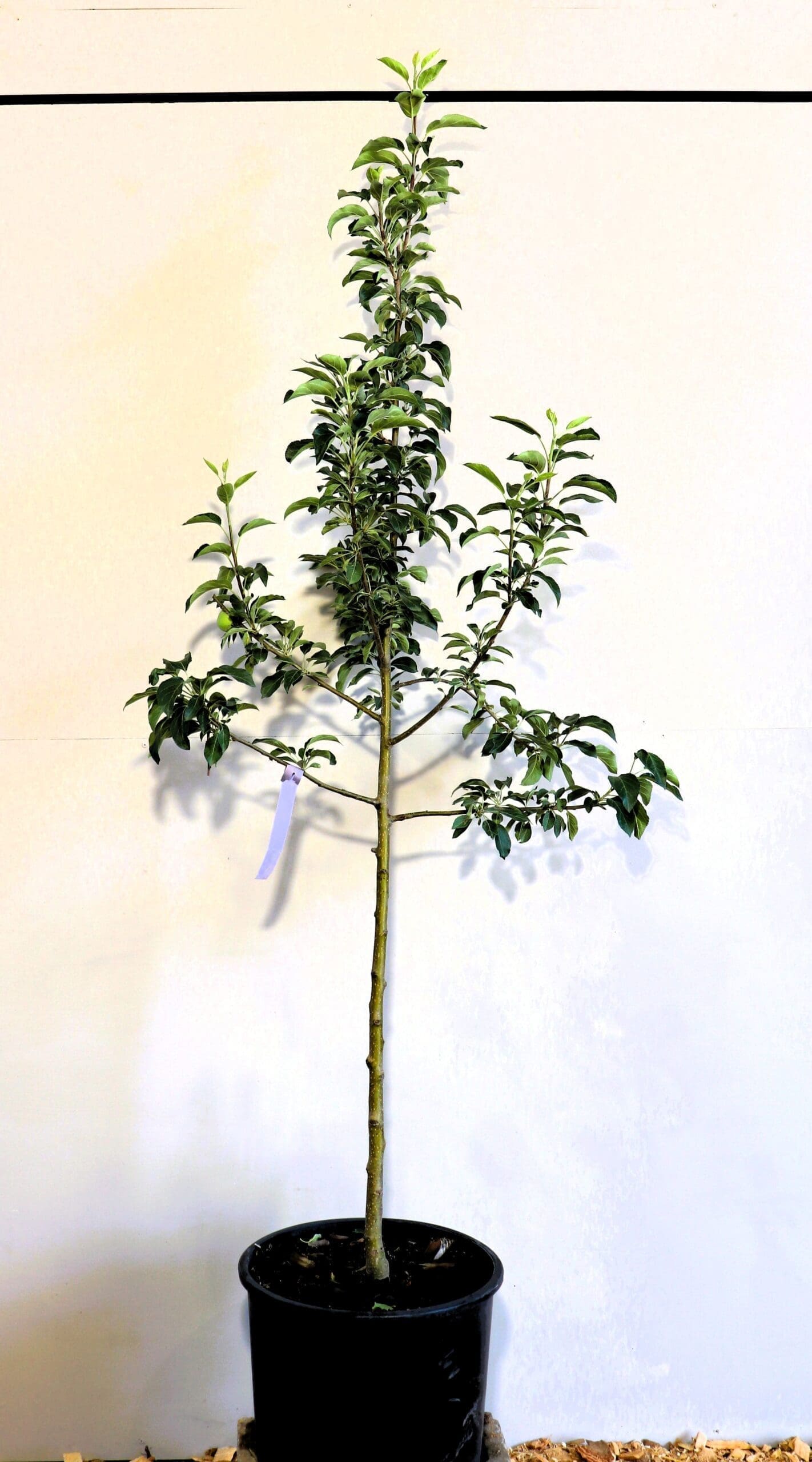 Malus 'Chestnut'