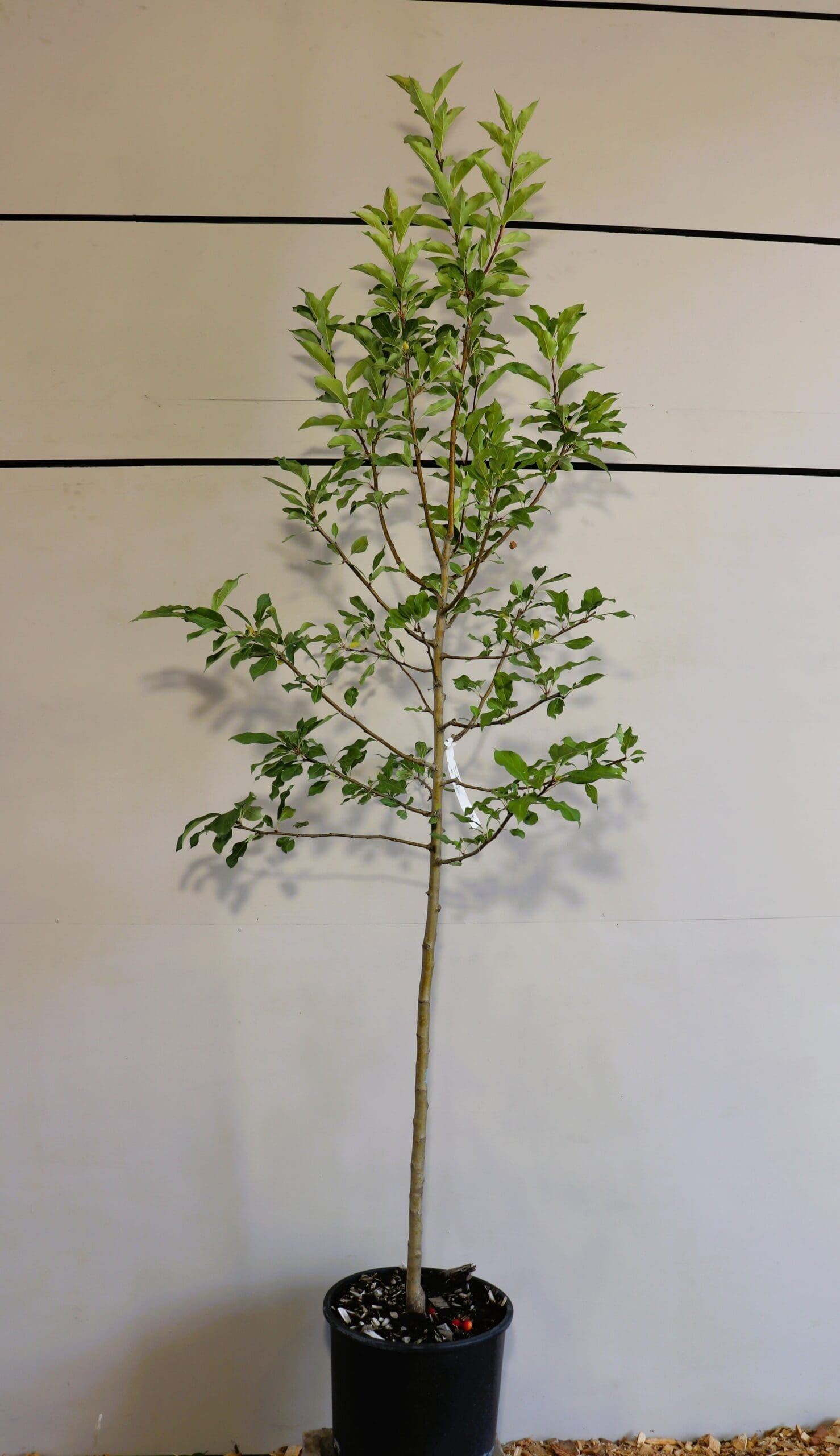 Malus 'Dolgo'