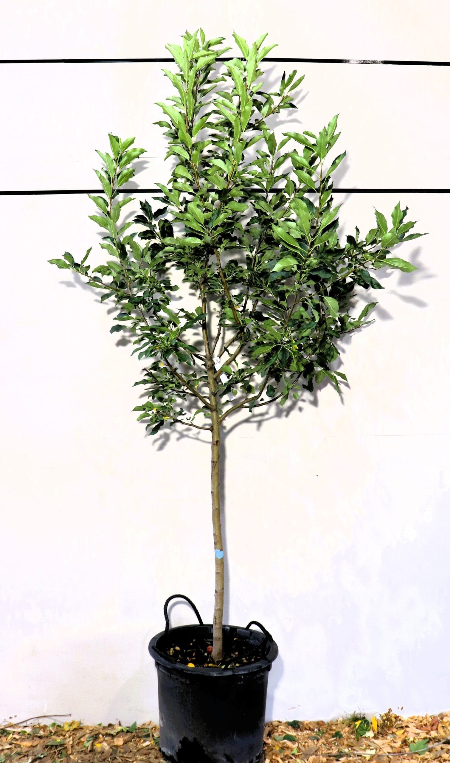 Malus 'Dolgo'
