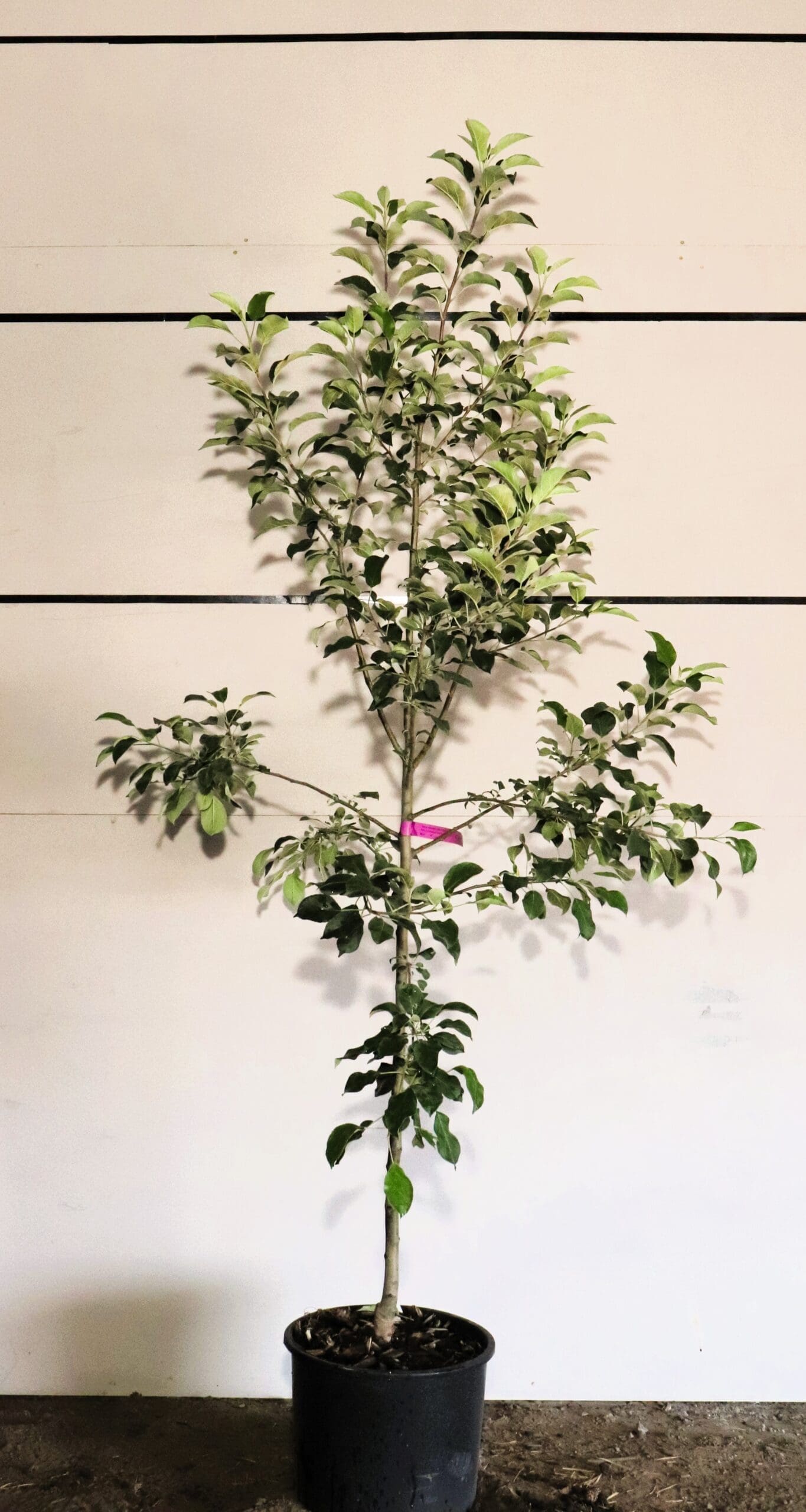 Malus 'Haralson' (Semi-Dwf)