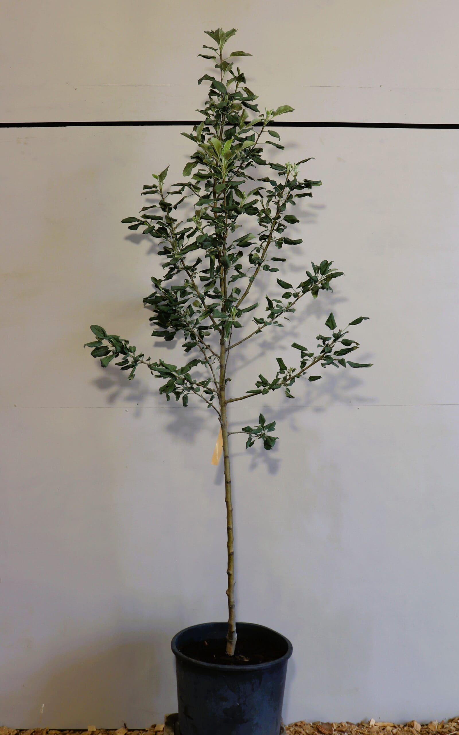 Malus 'Honeycrisp' (S-Dwf)