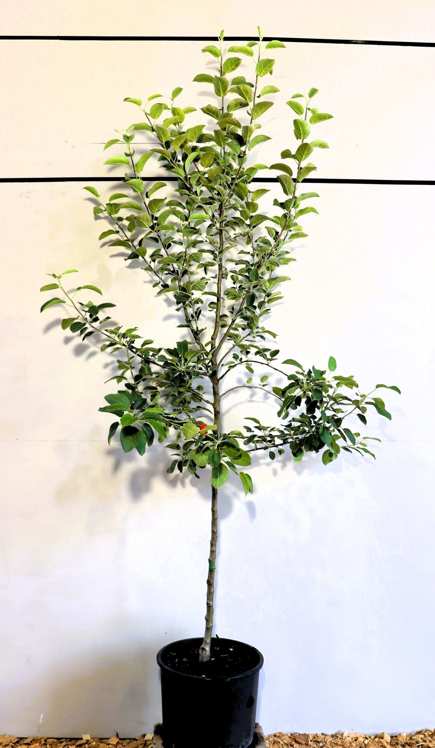 Malus 'McIntosh' (Semi-Dwf)