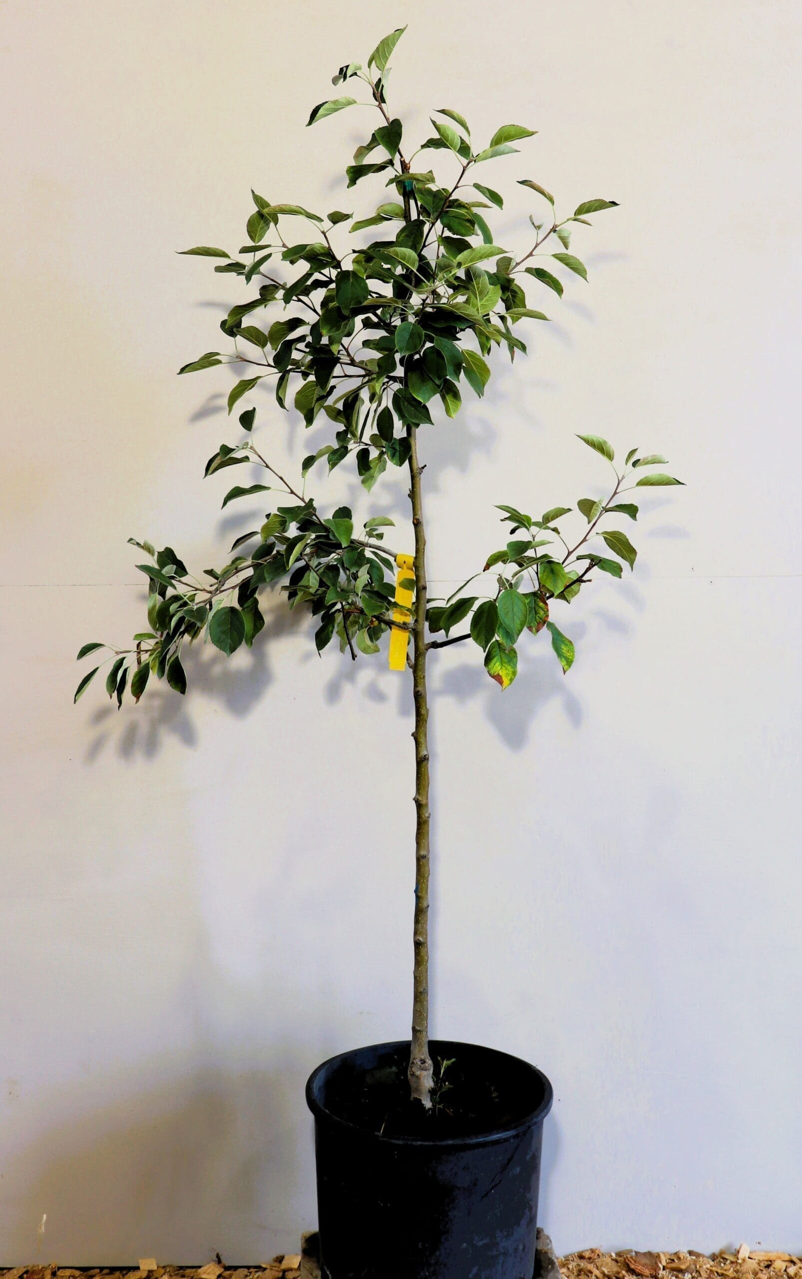 Malus 'Haralred' (Semi-Dwf)