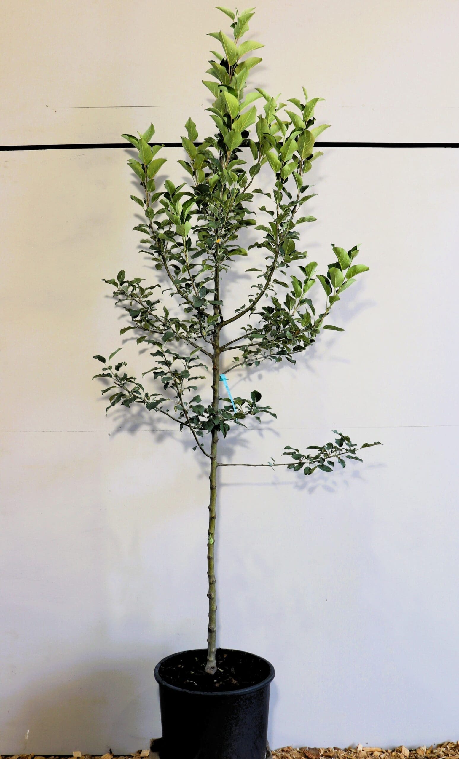 Malus 'Sweet Sixteen' (Semi-Dwf)