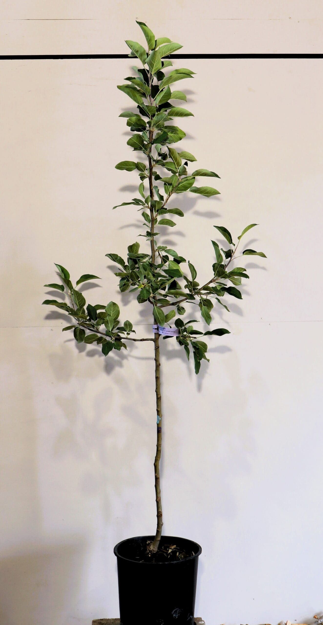 Malus 'Goodland'