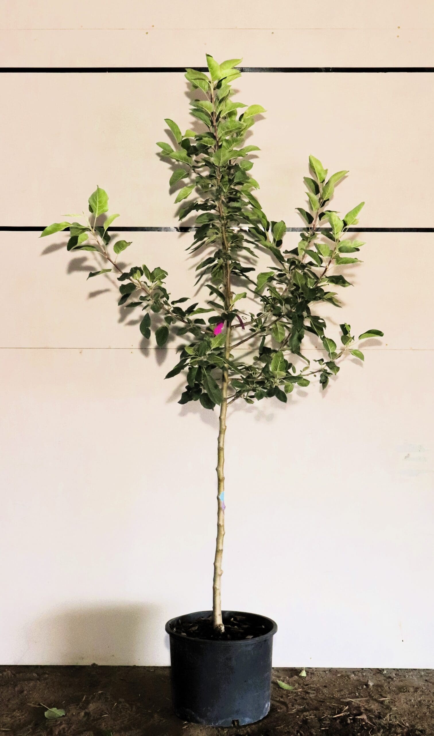 Malus 'Goodland'