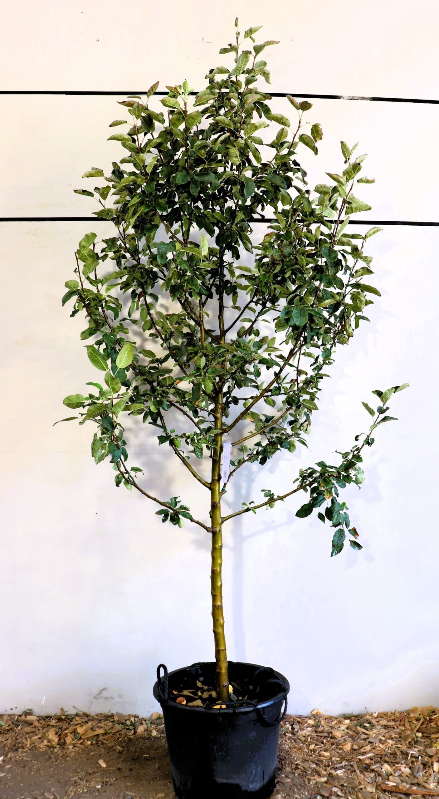 Malus 'Goodland'