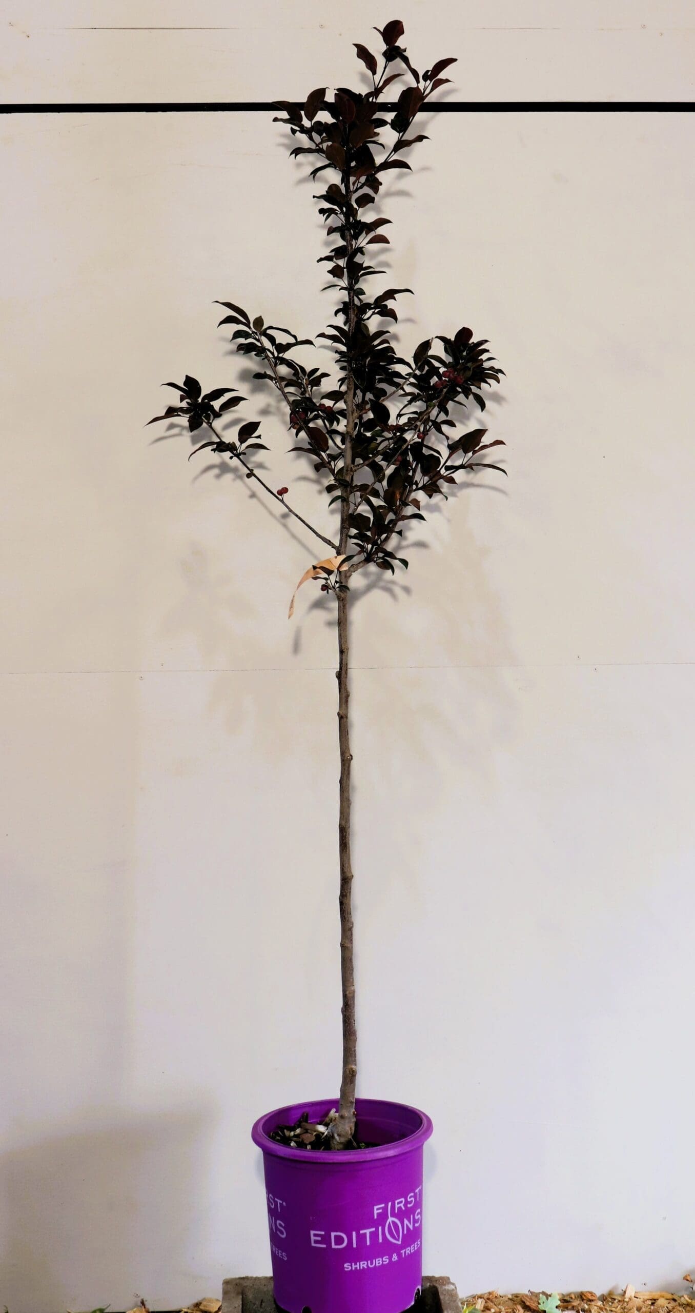 Malus x a. 'Durleo'