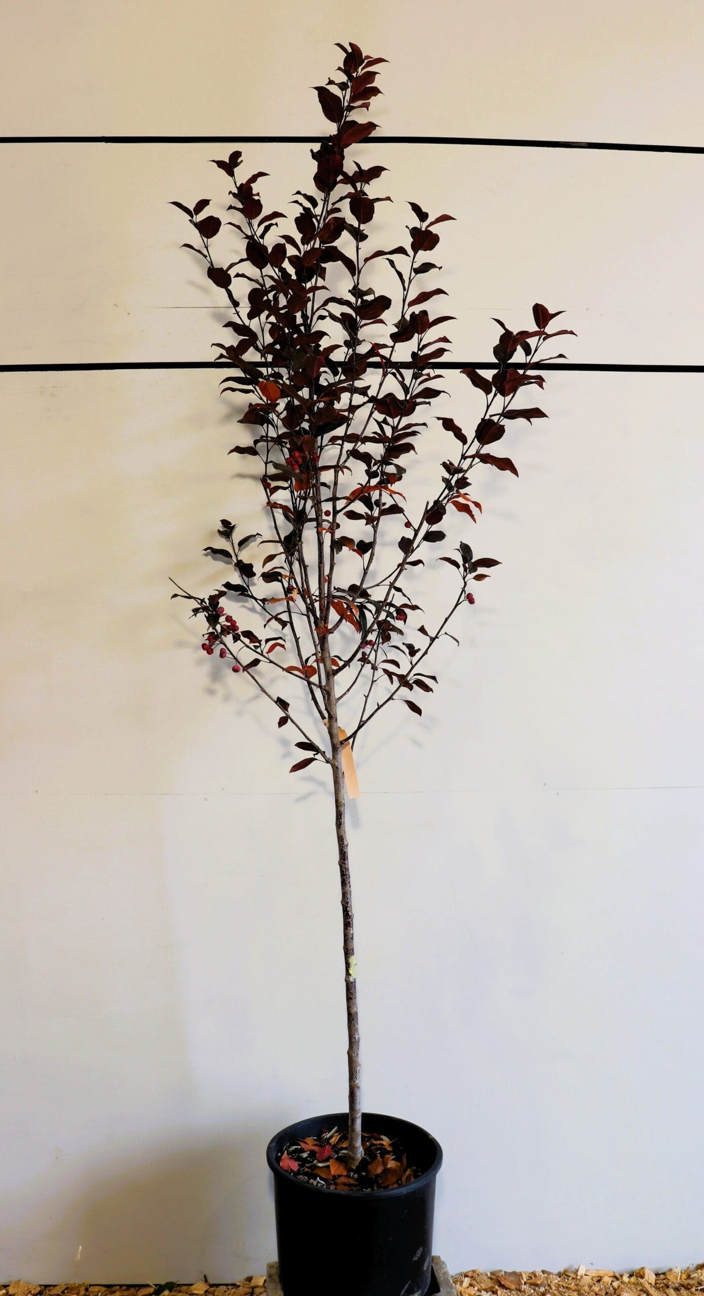 Malus x a. 'Durleo'
