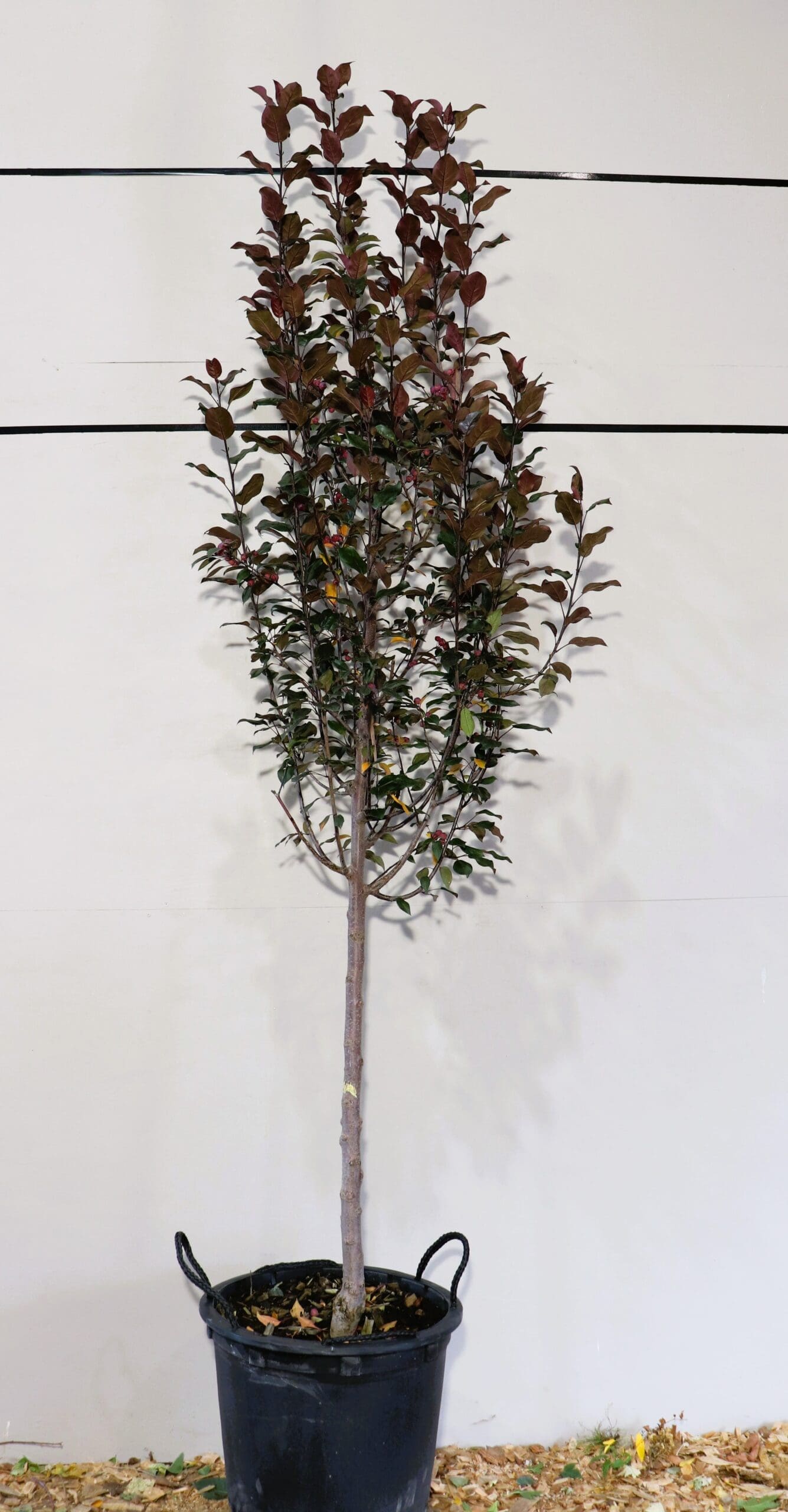 Malus x a. 'Durleo'