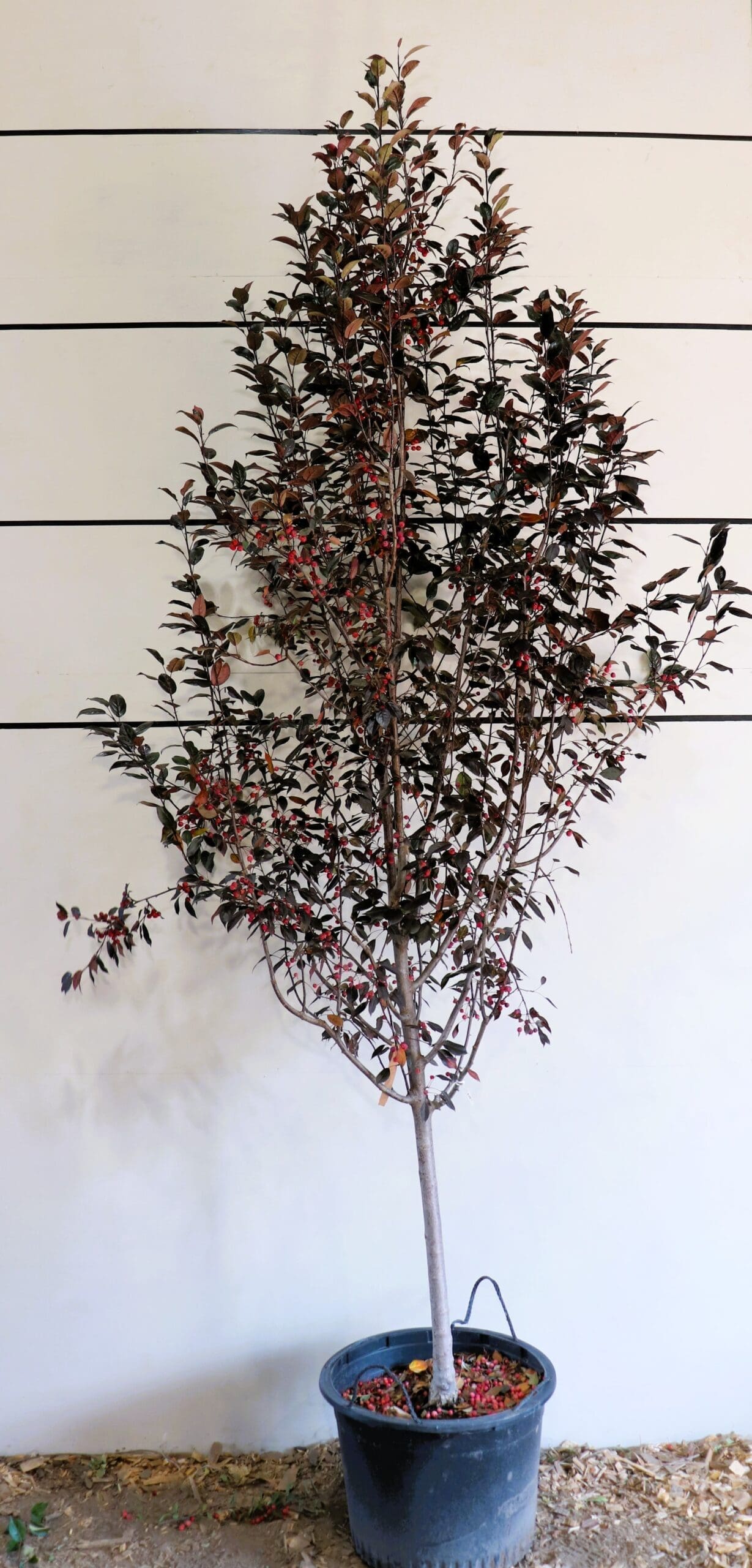 Malus x a. 'Durleo'
