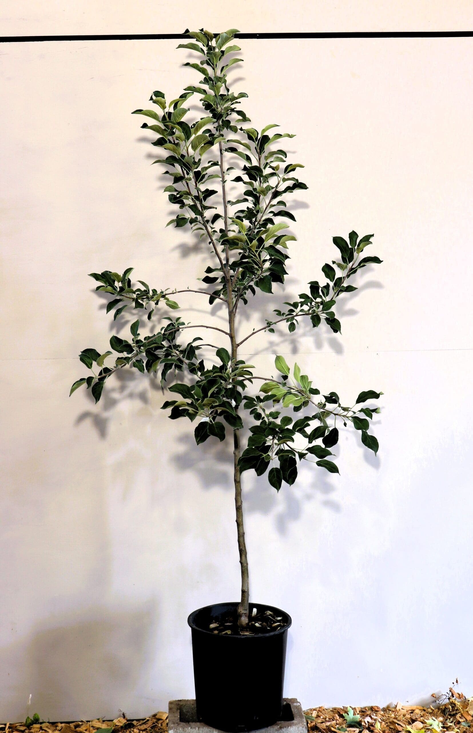 Malus 'Haralson'