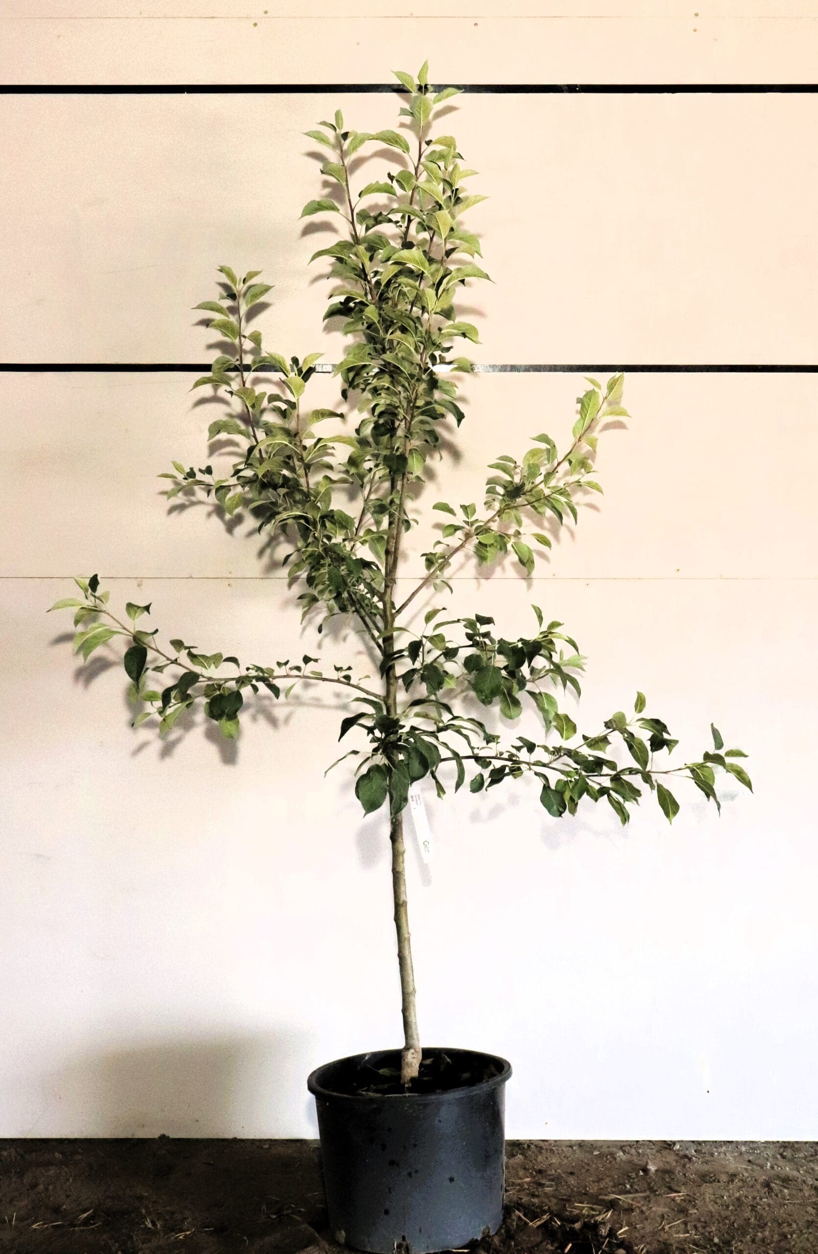 Malus 'Haralson'