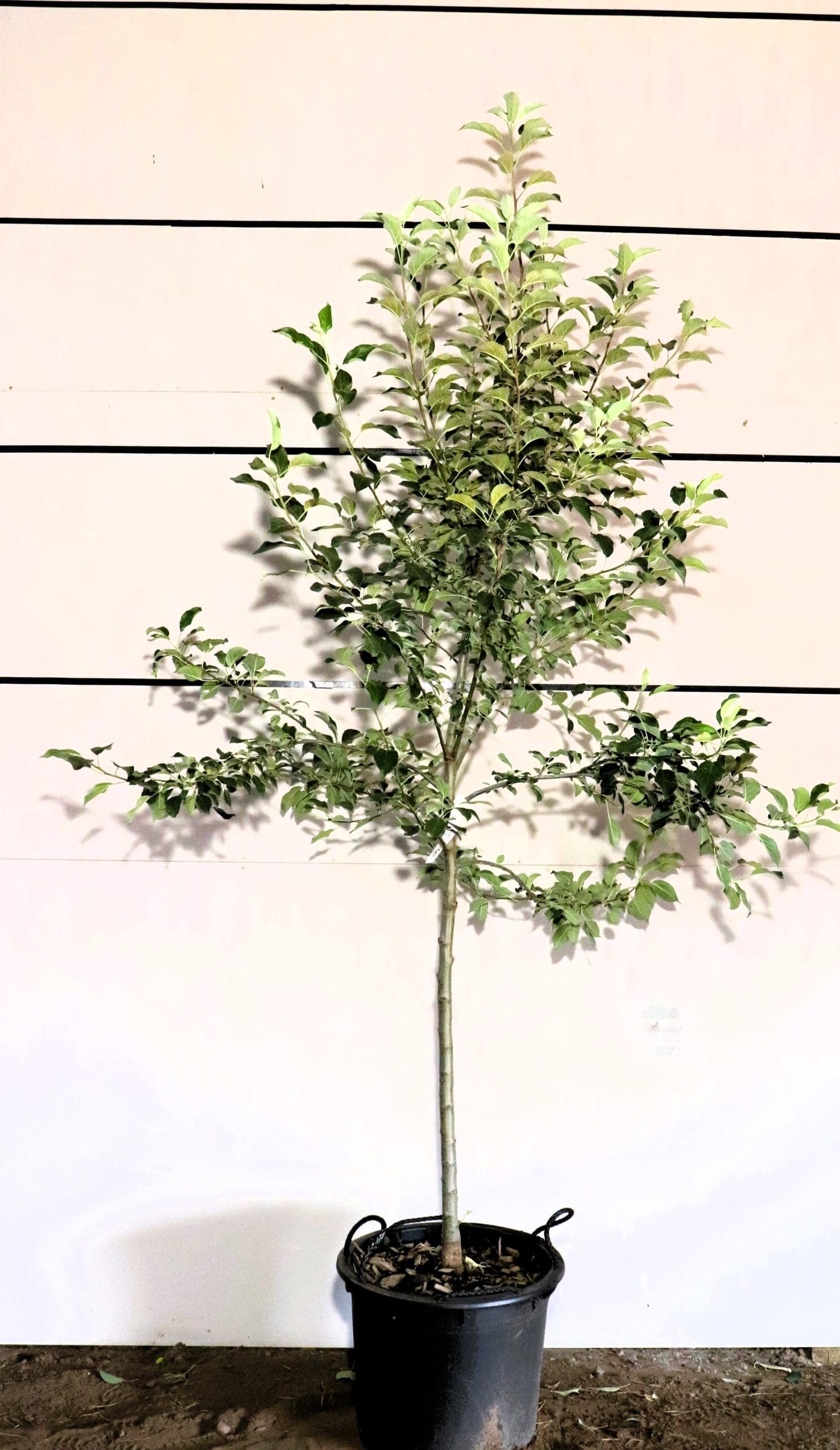 Malus 'Haralson'
