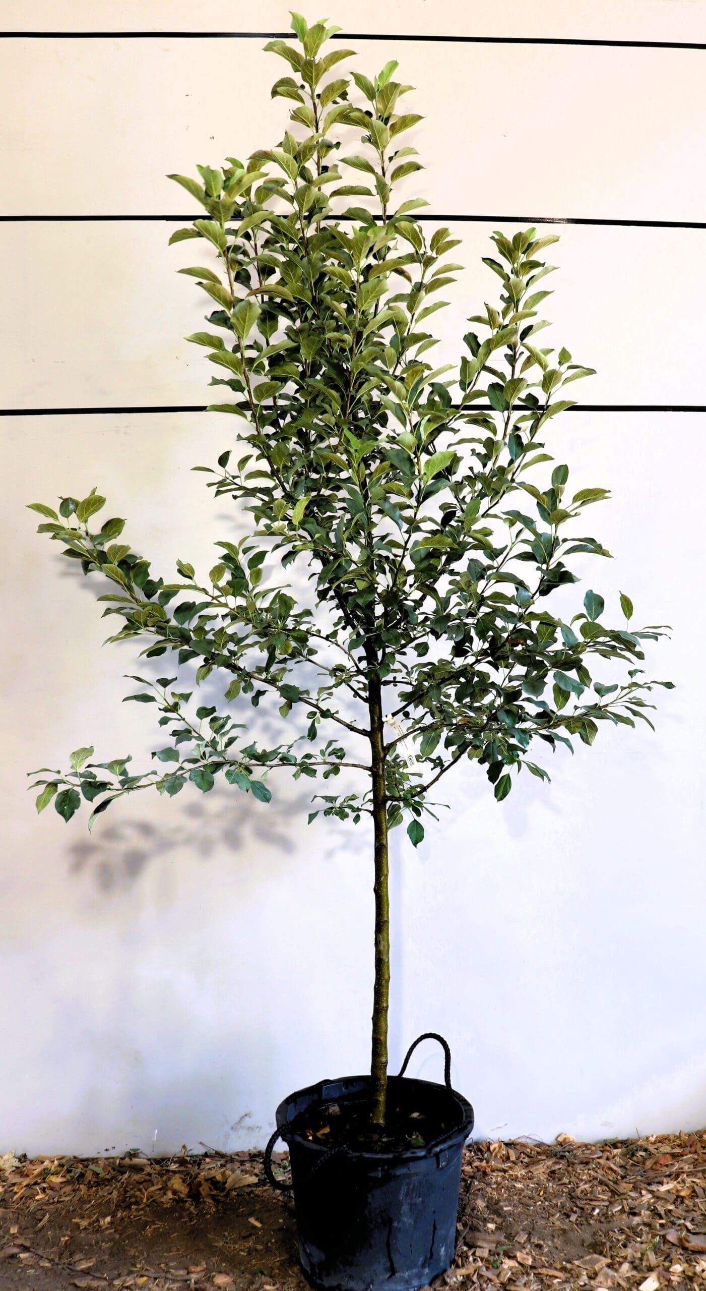 Malus 'Honeygold'