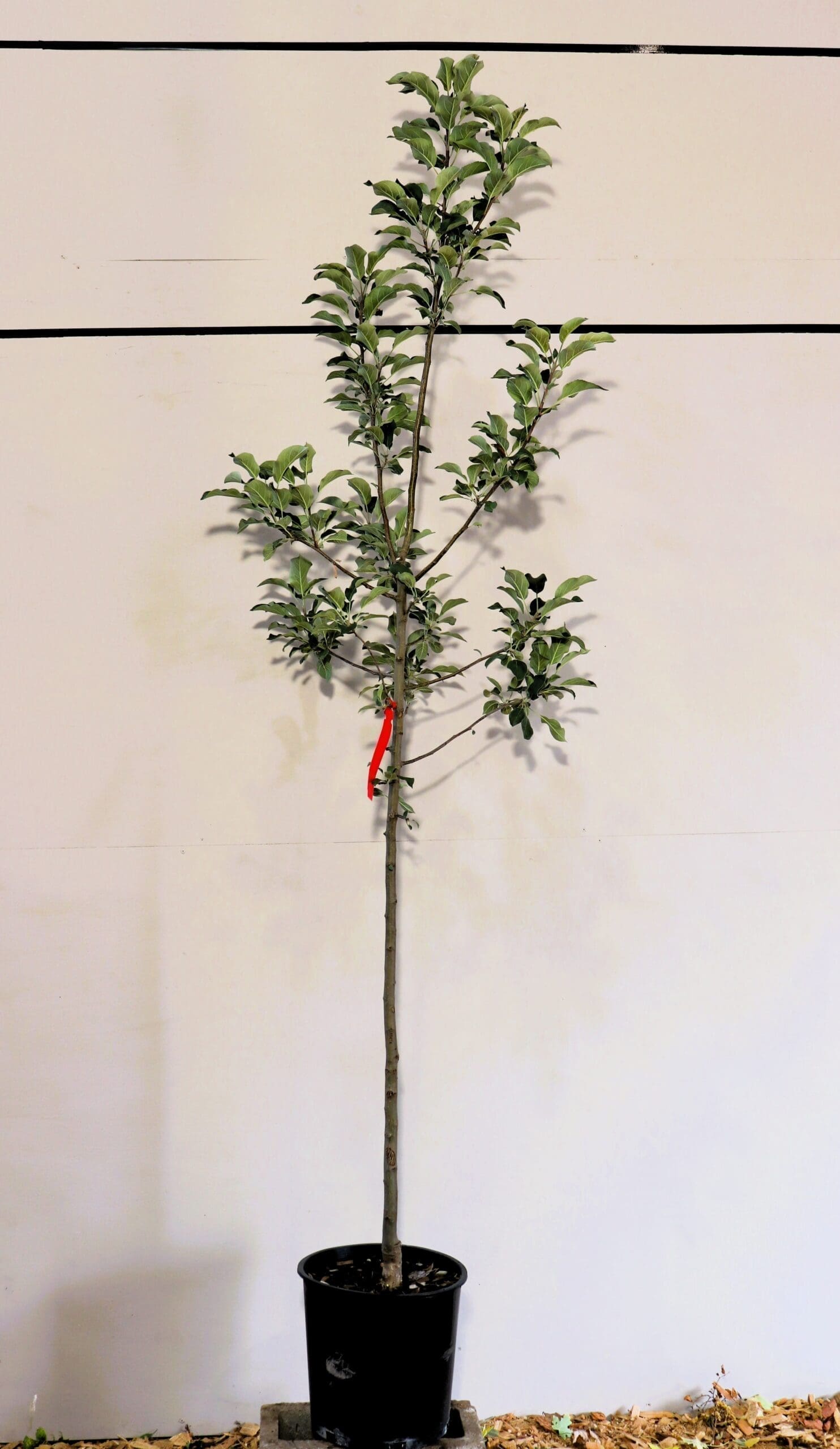 Malus 'Haralred'