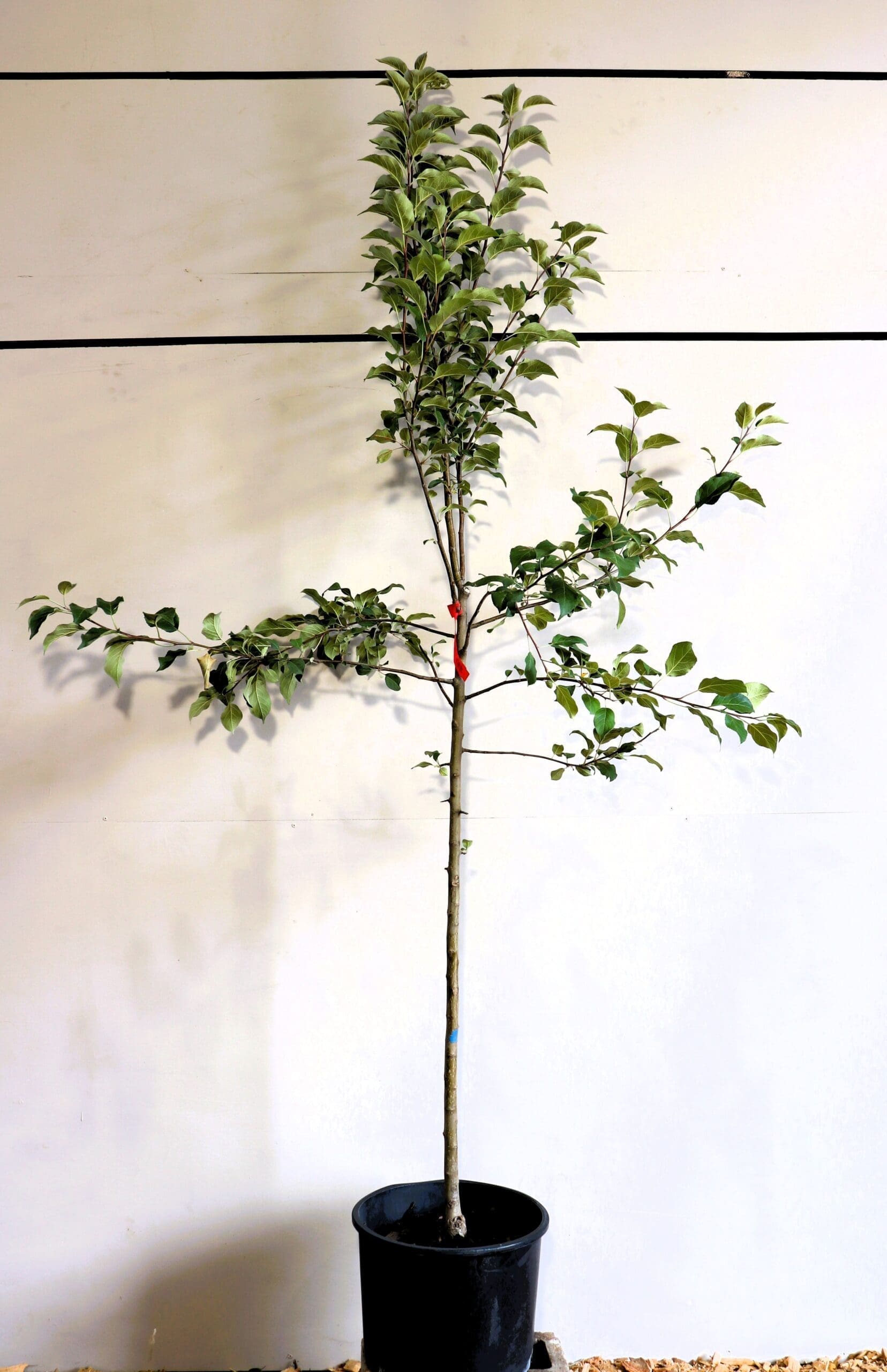 Malus 'Haralred'