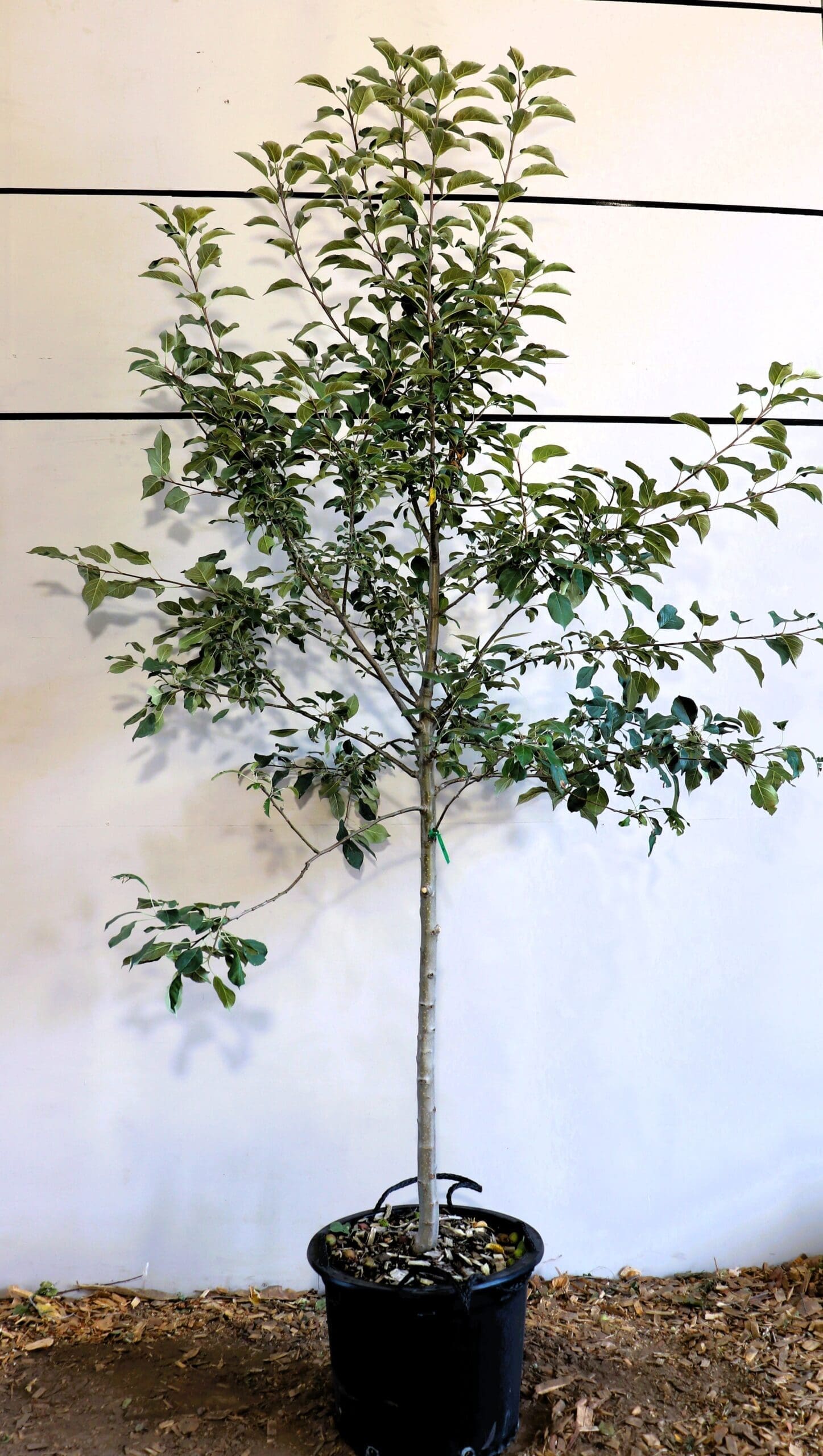 Malus 'Haralred'