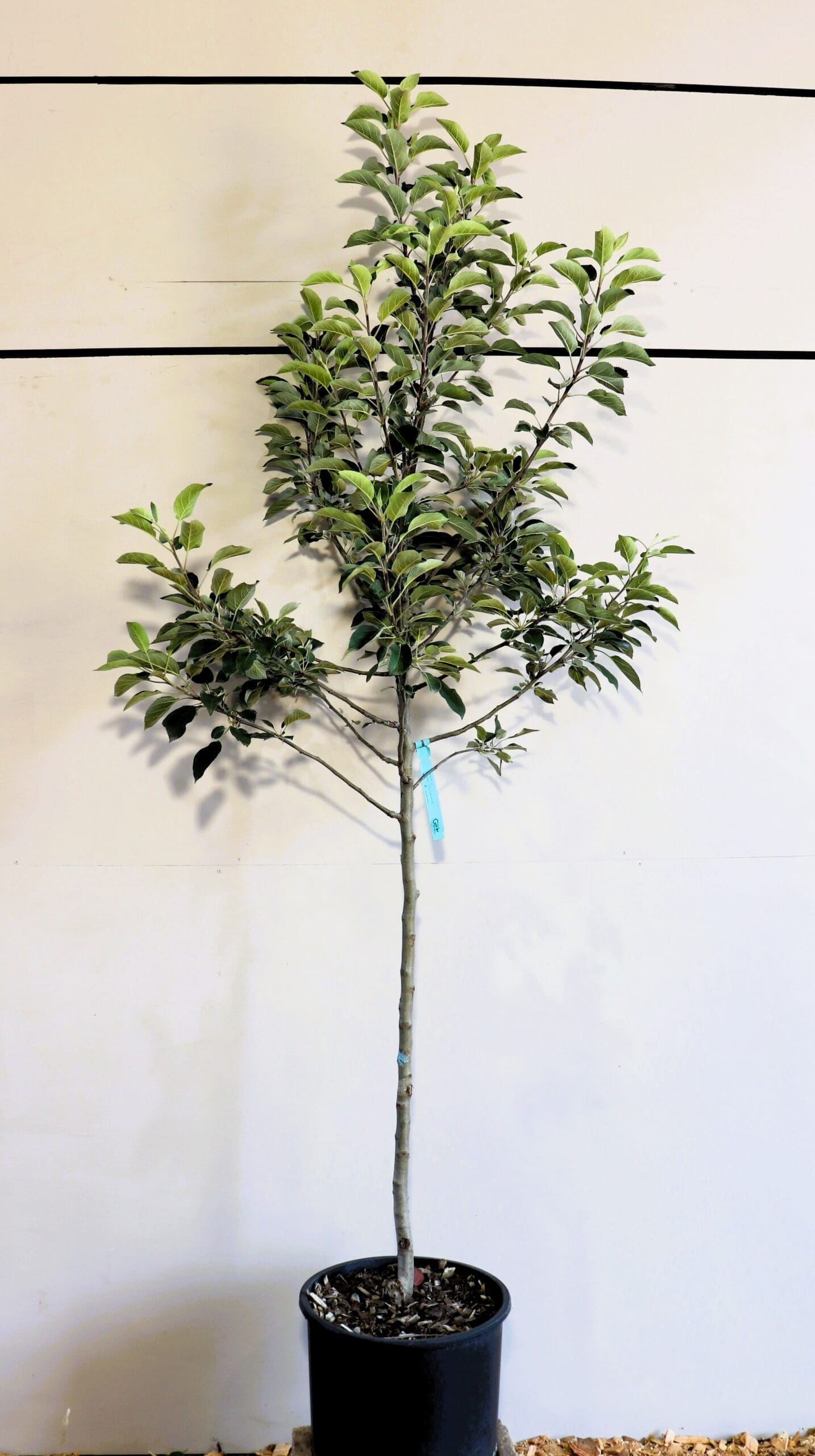 Malus 'Hazen'