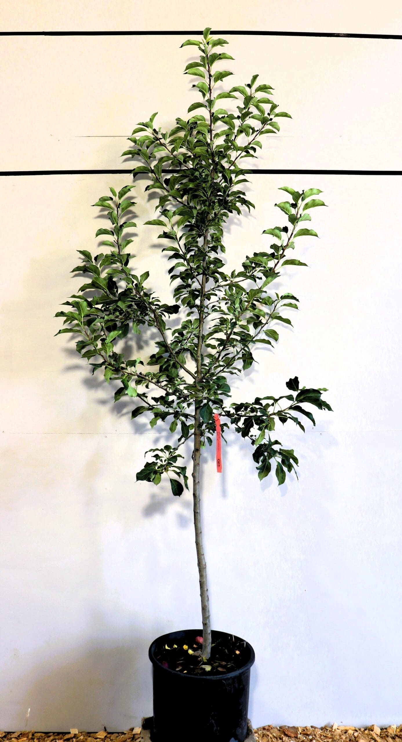 Malus 'Kerr'