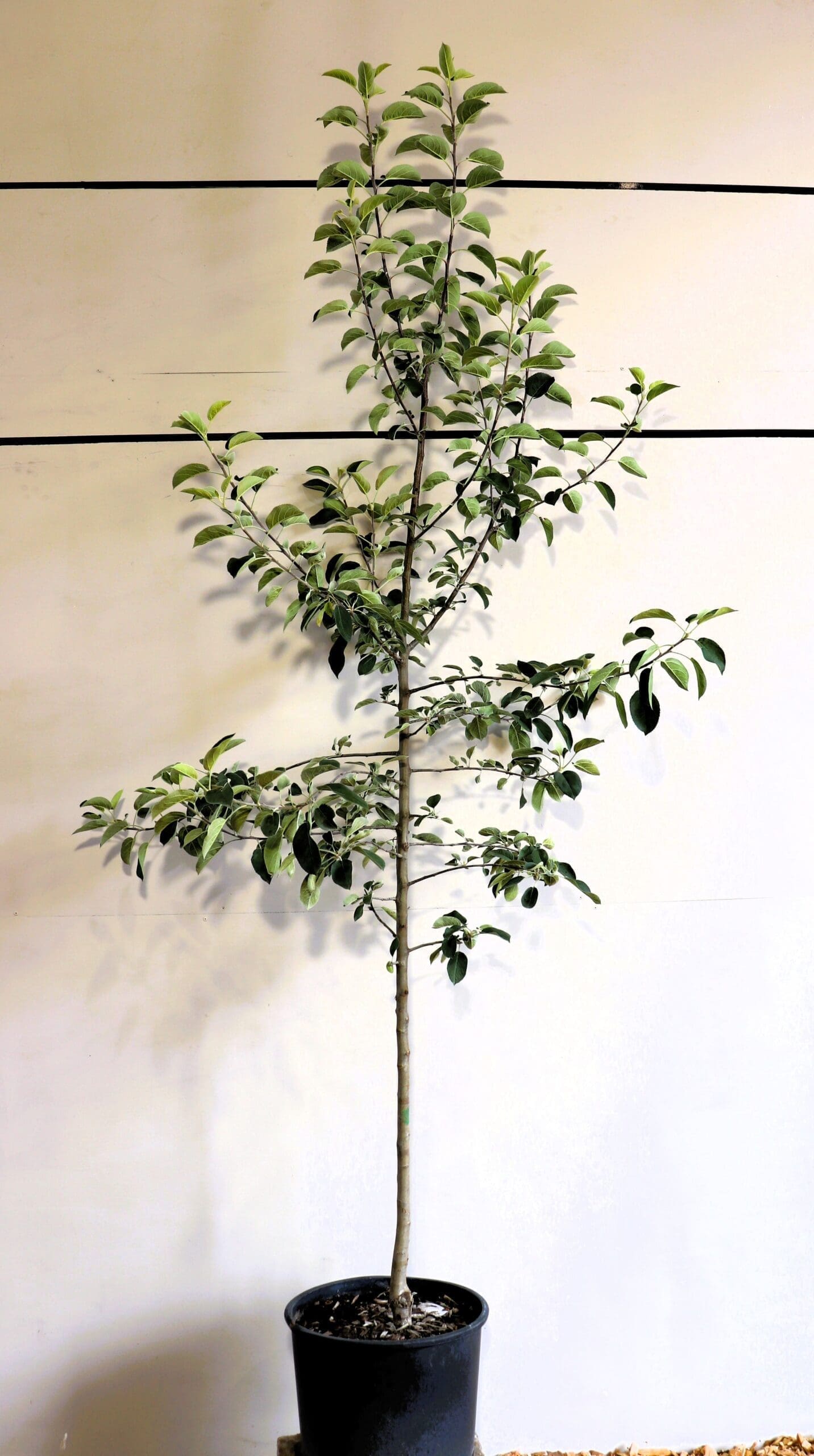 Malus 'McIntosh'