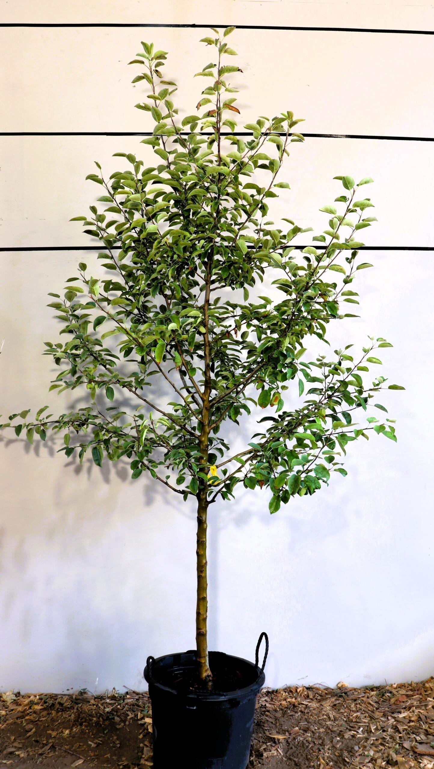 Malus 'McIntosh'
