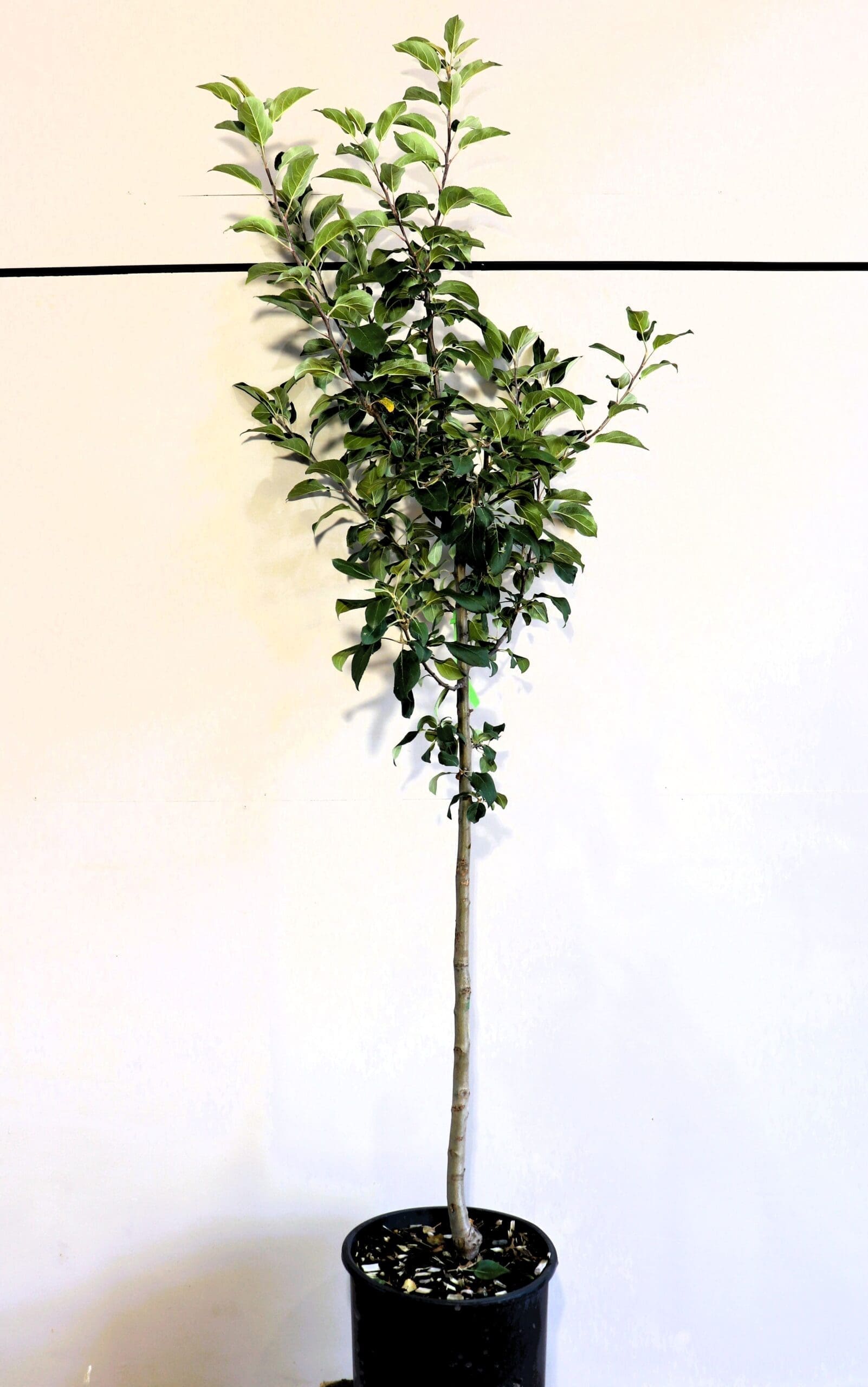 Malus 'Norland'