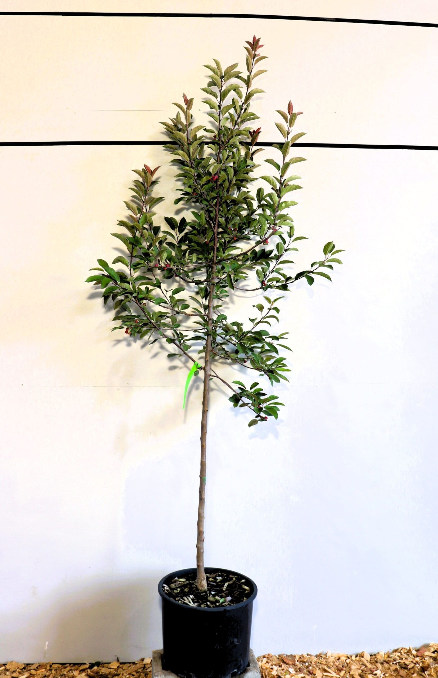 Malus 'Radiant'