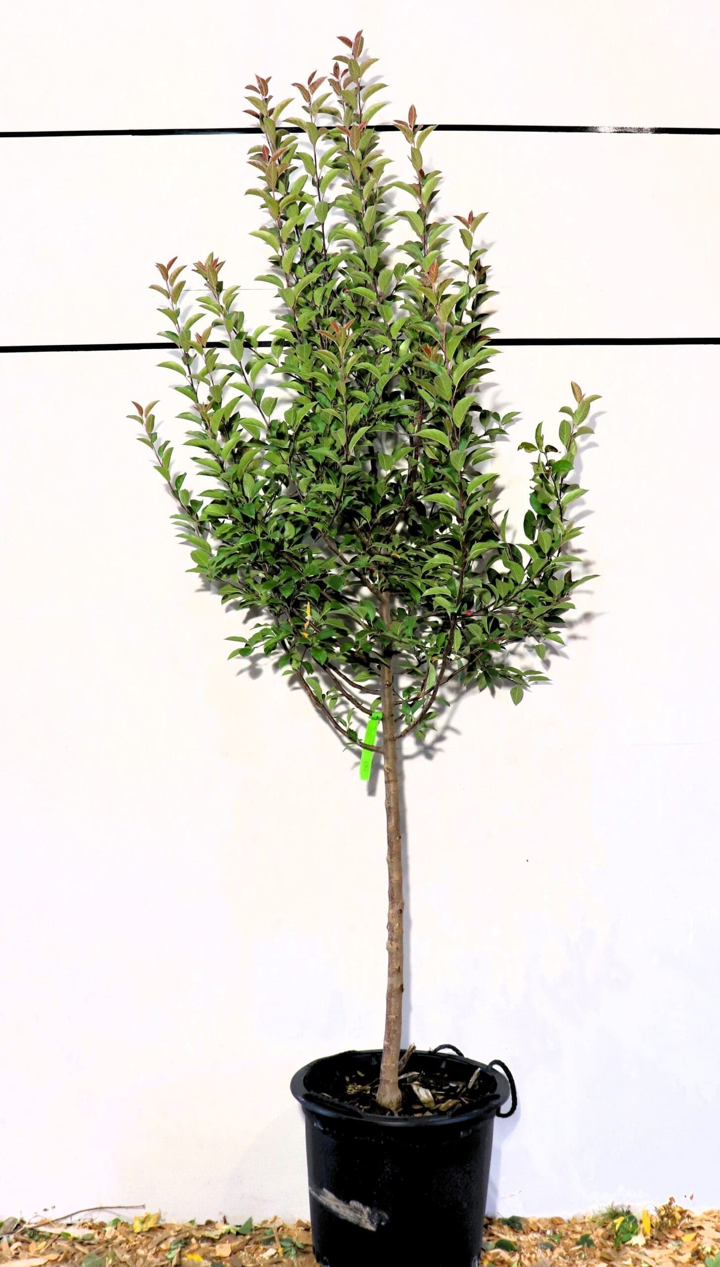 Malus 'Radiant'