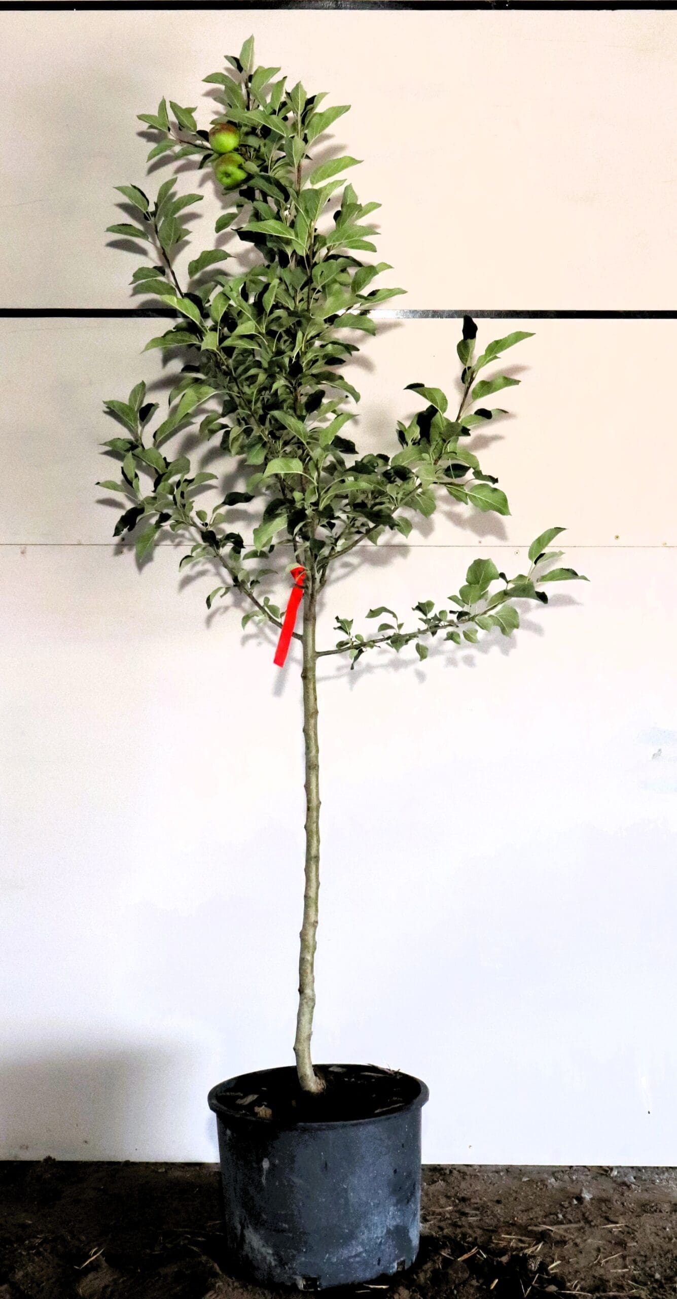 Malus 'Red Barron'