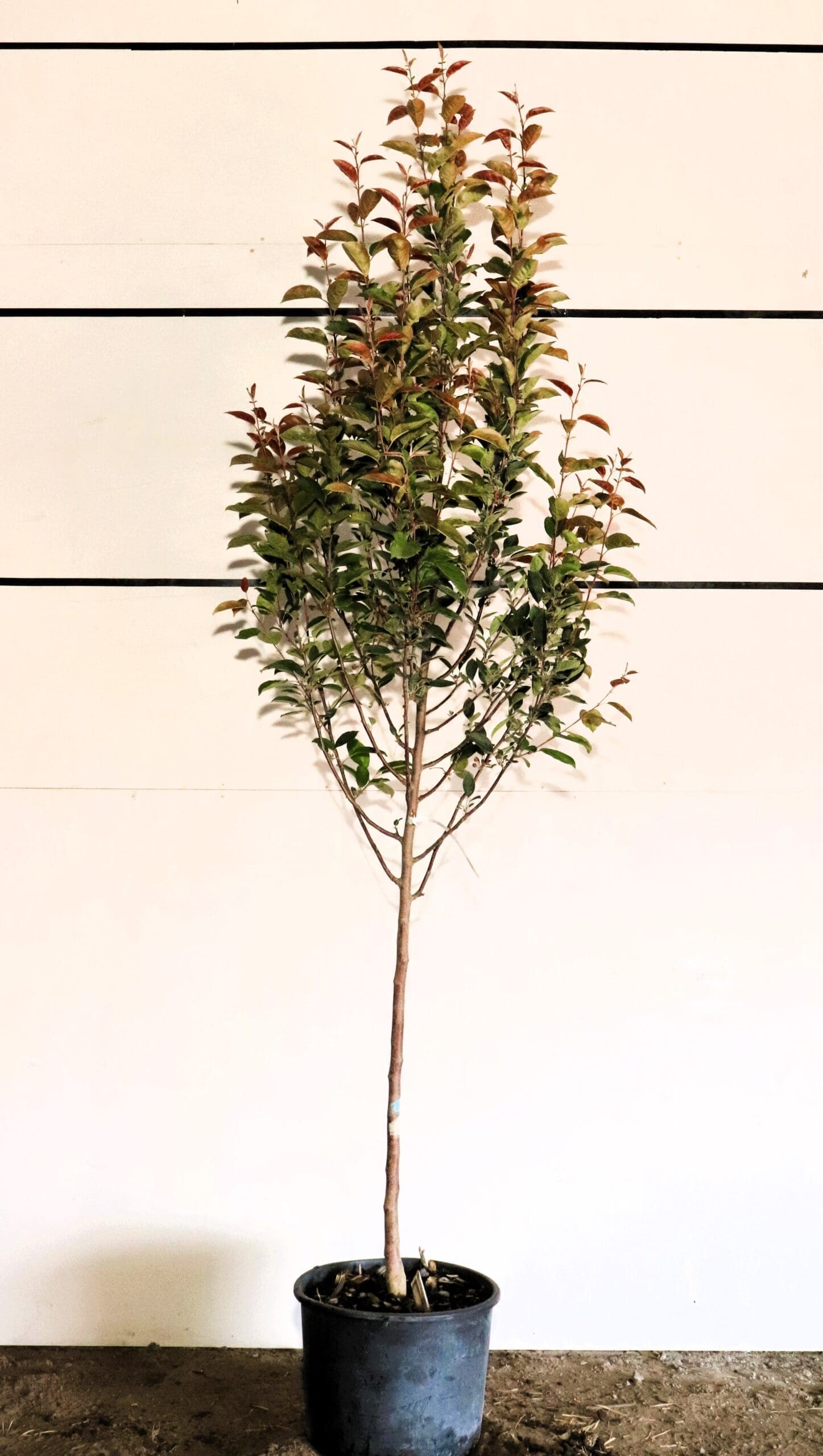 Malus 'Rejzam'