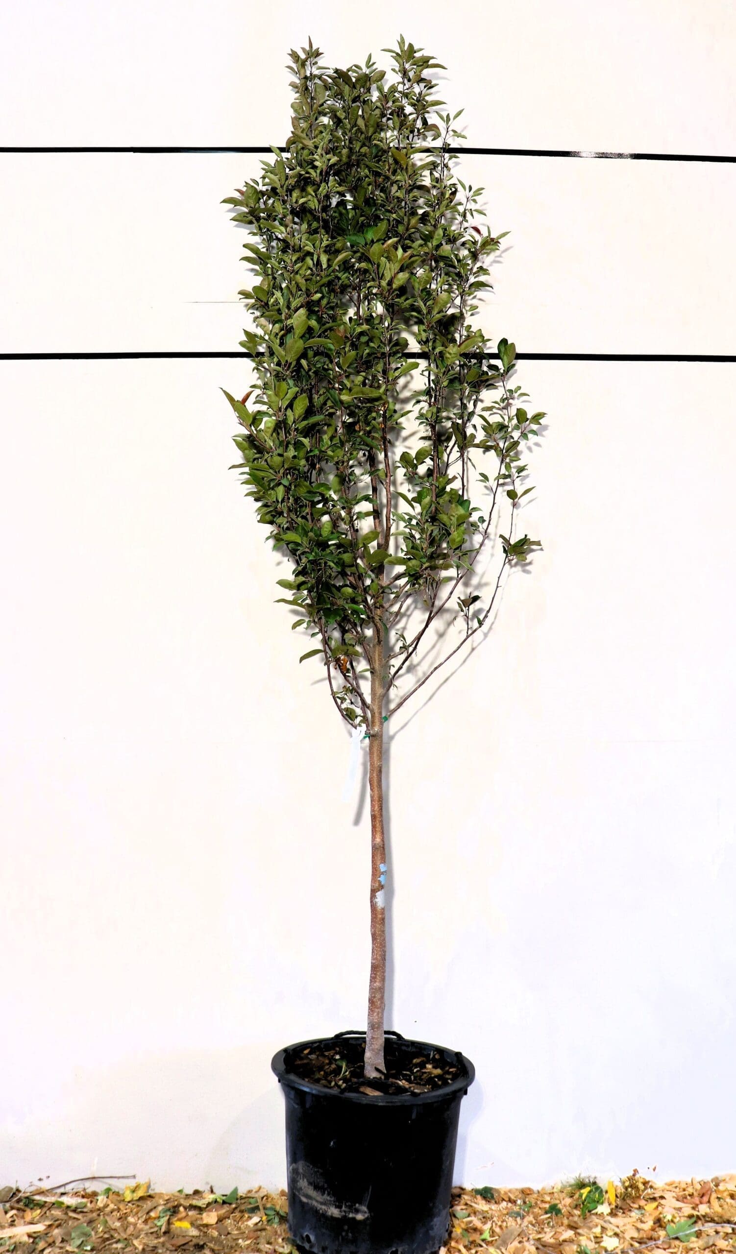 Malus 'Rejzam'