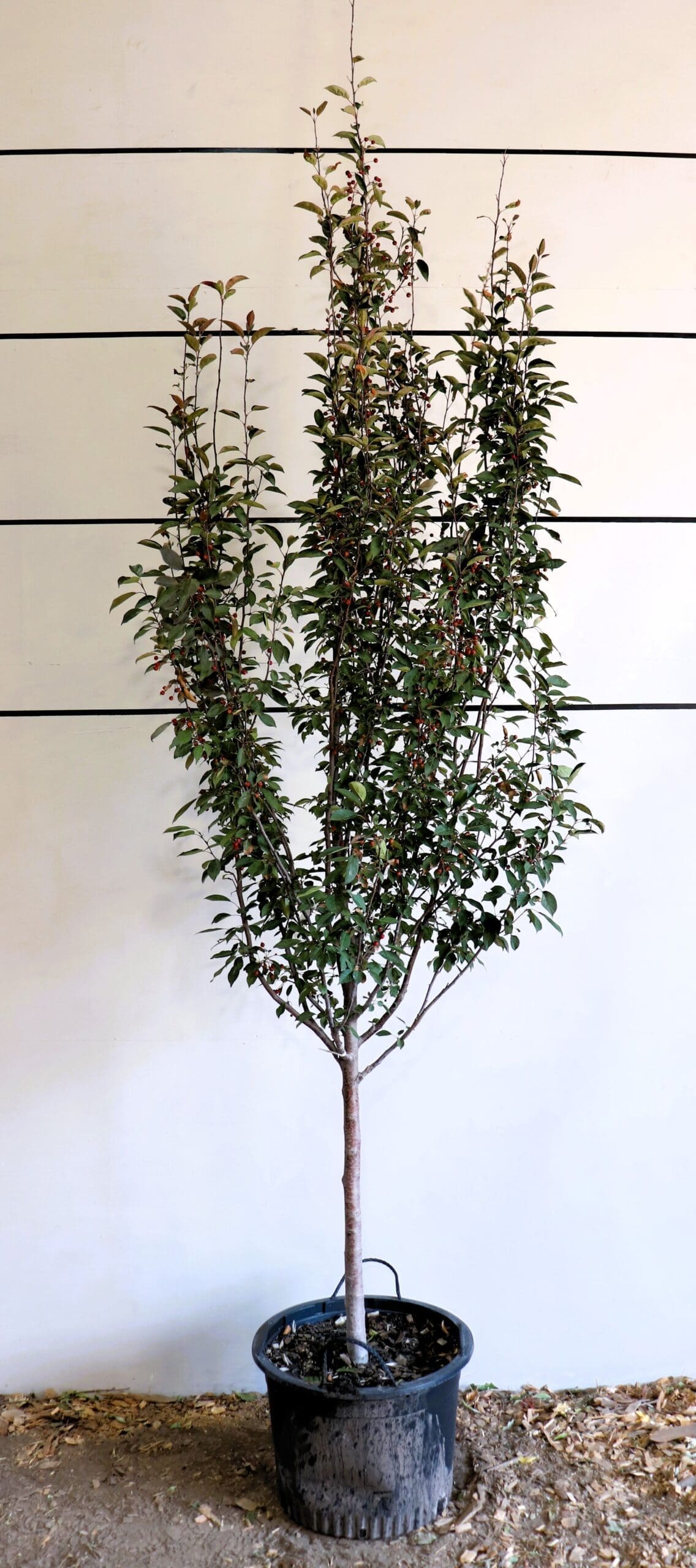 Malus 'Rejzam'