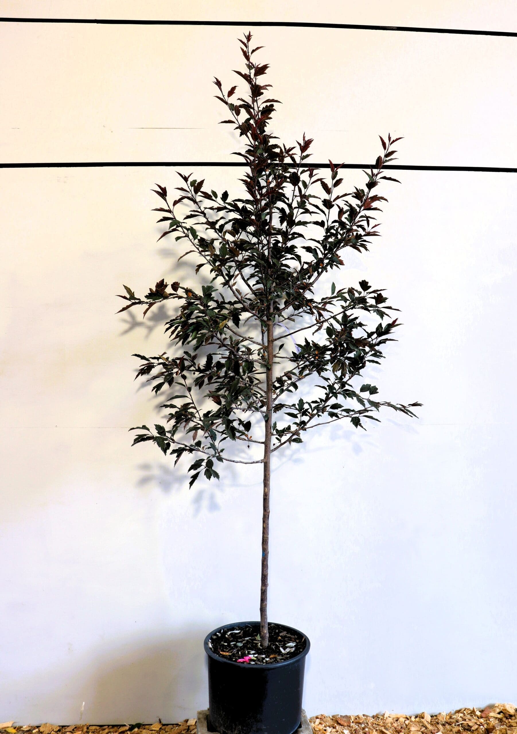 Malus 'JFS-KW5'