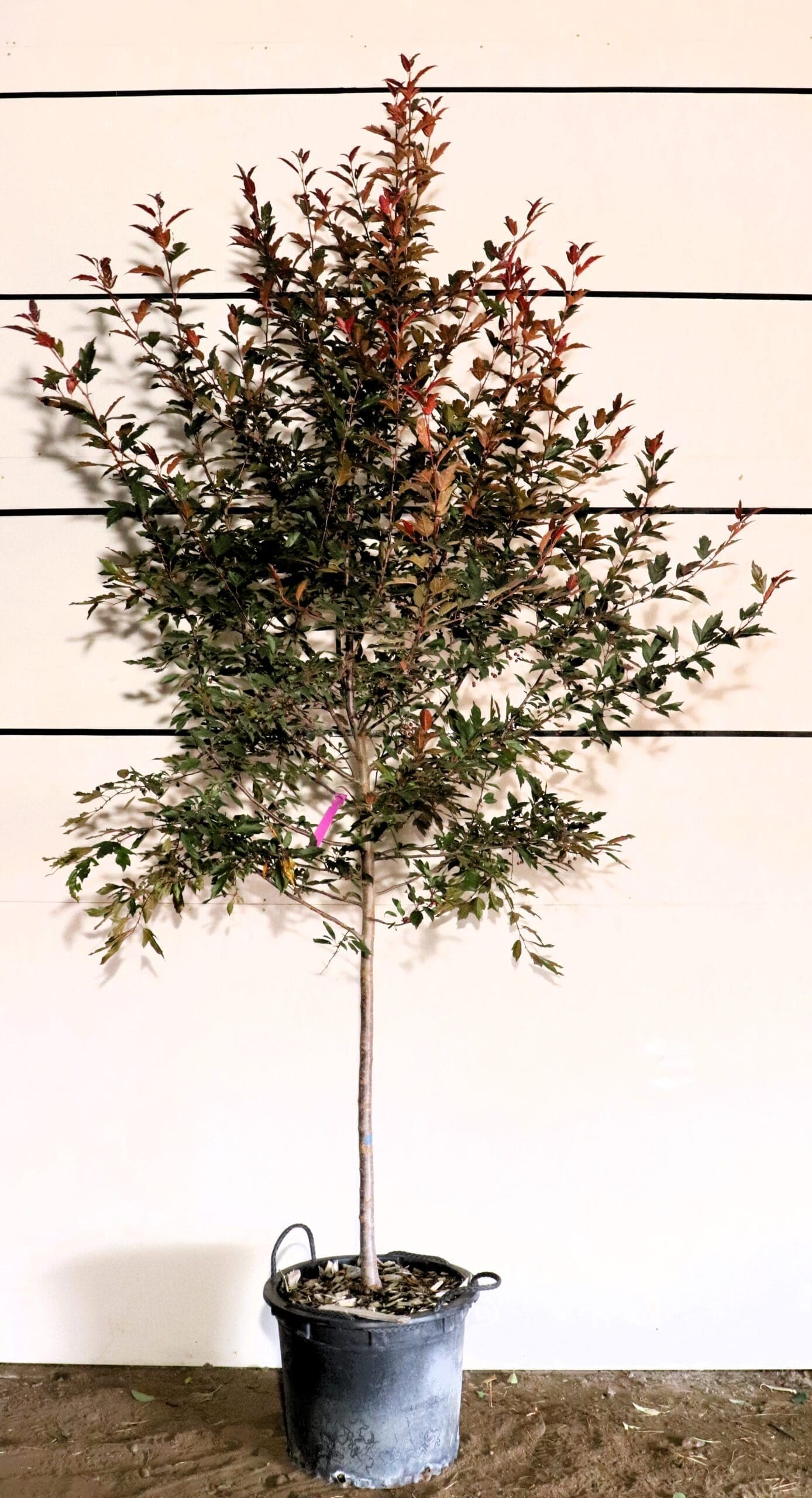Malus 'JFS-KW5'