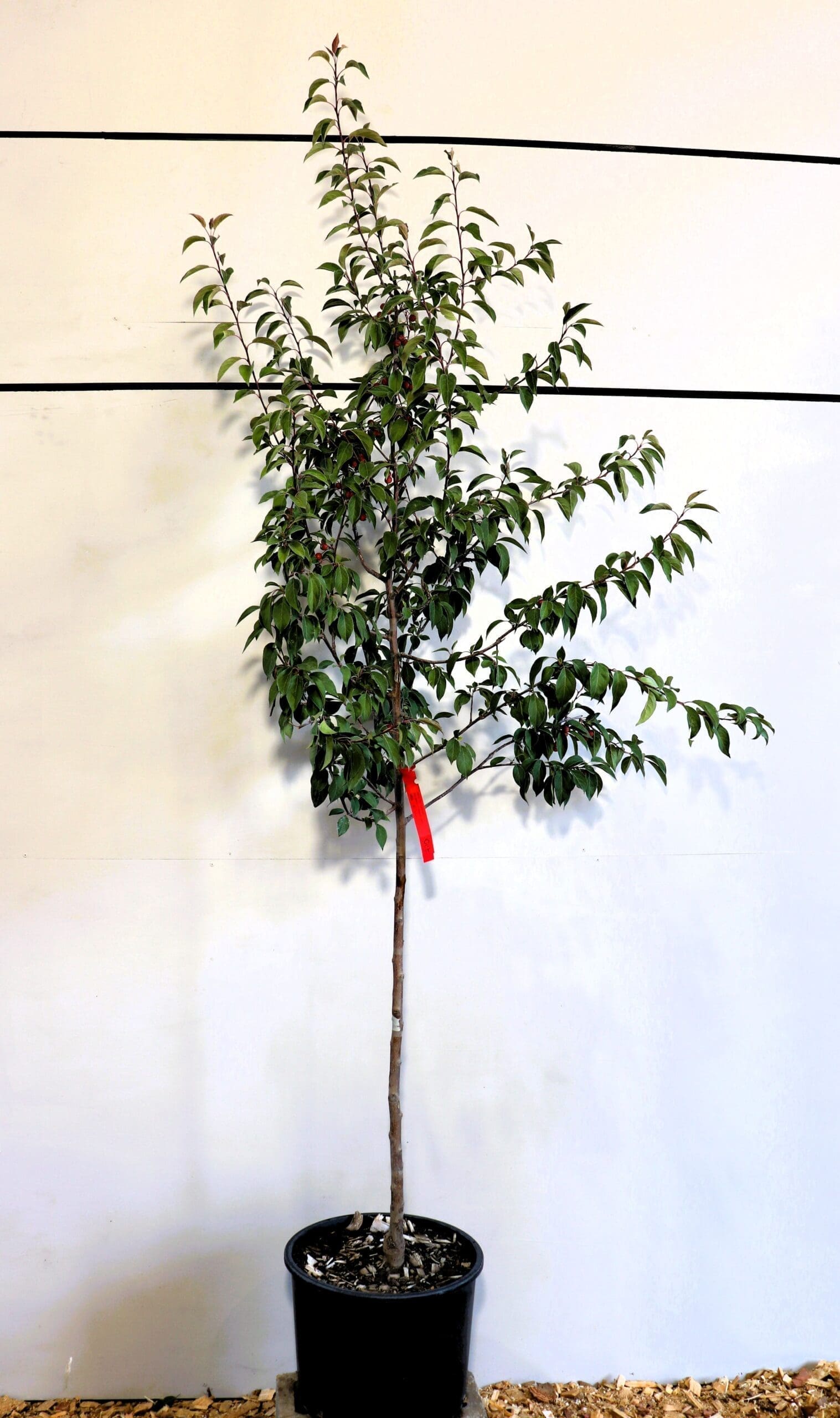 Malus 'Red Splendor'