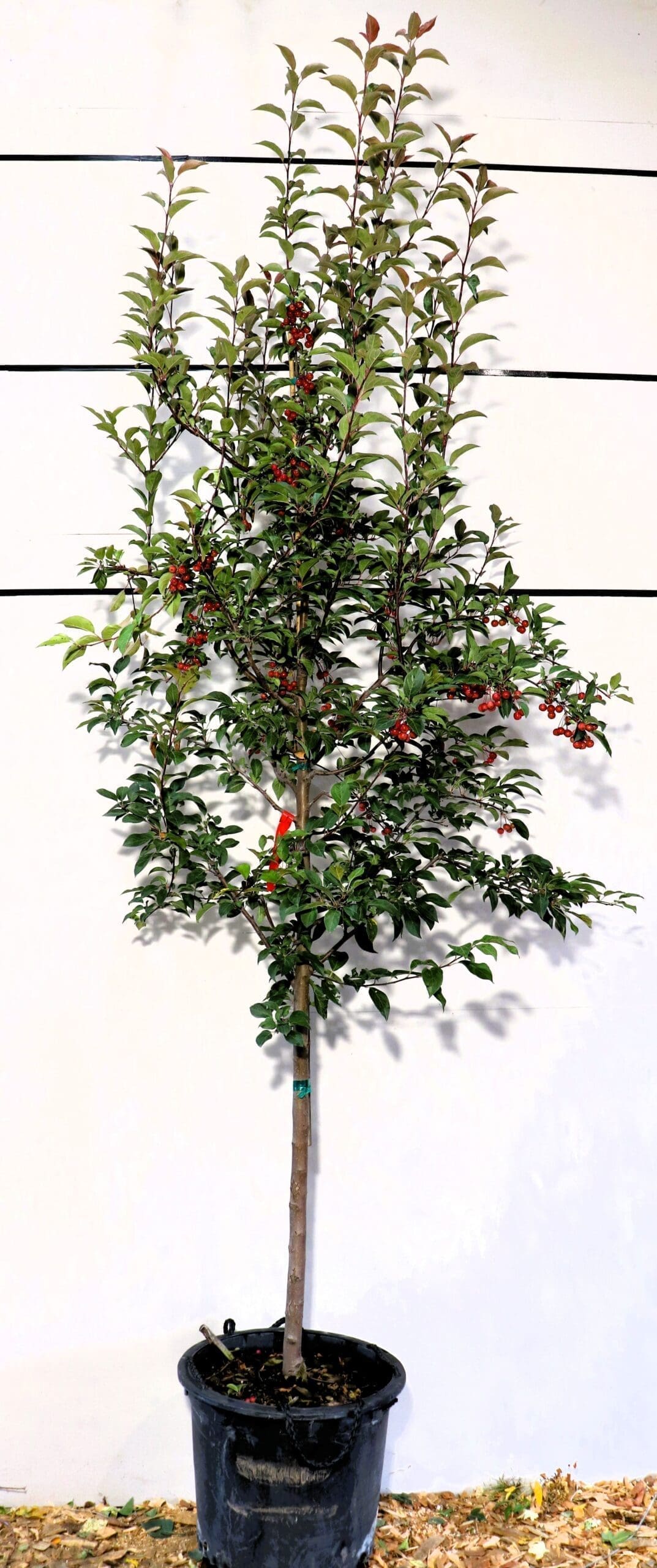Malus 'Red Splendor'