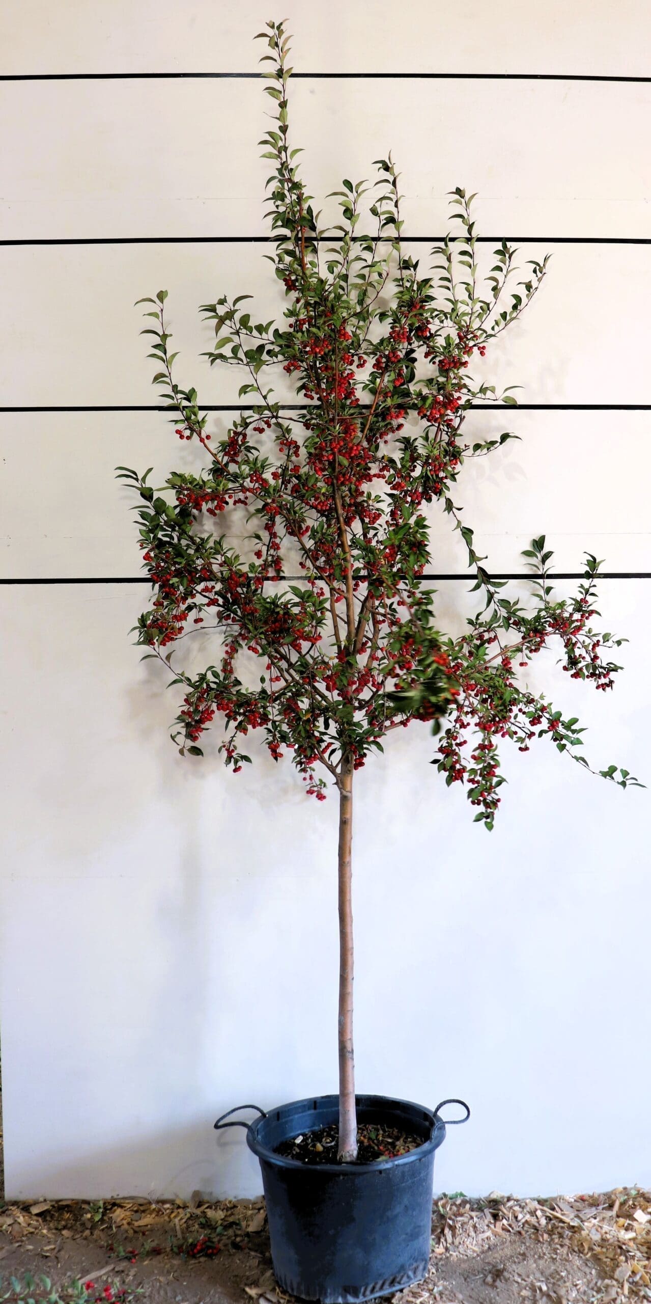 Malus 'Red Splendor'