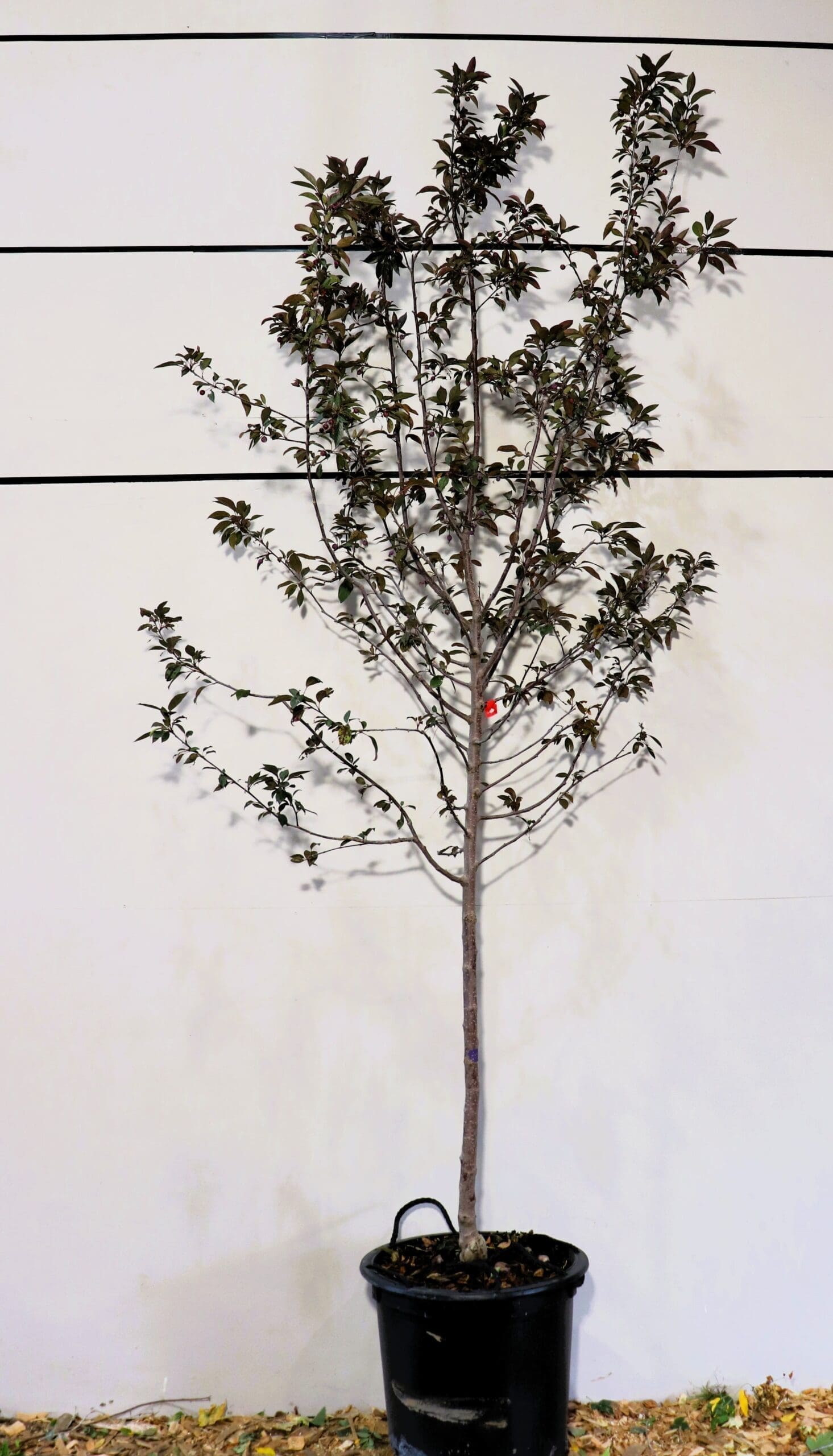 Malus 'Royalty'