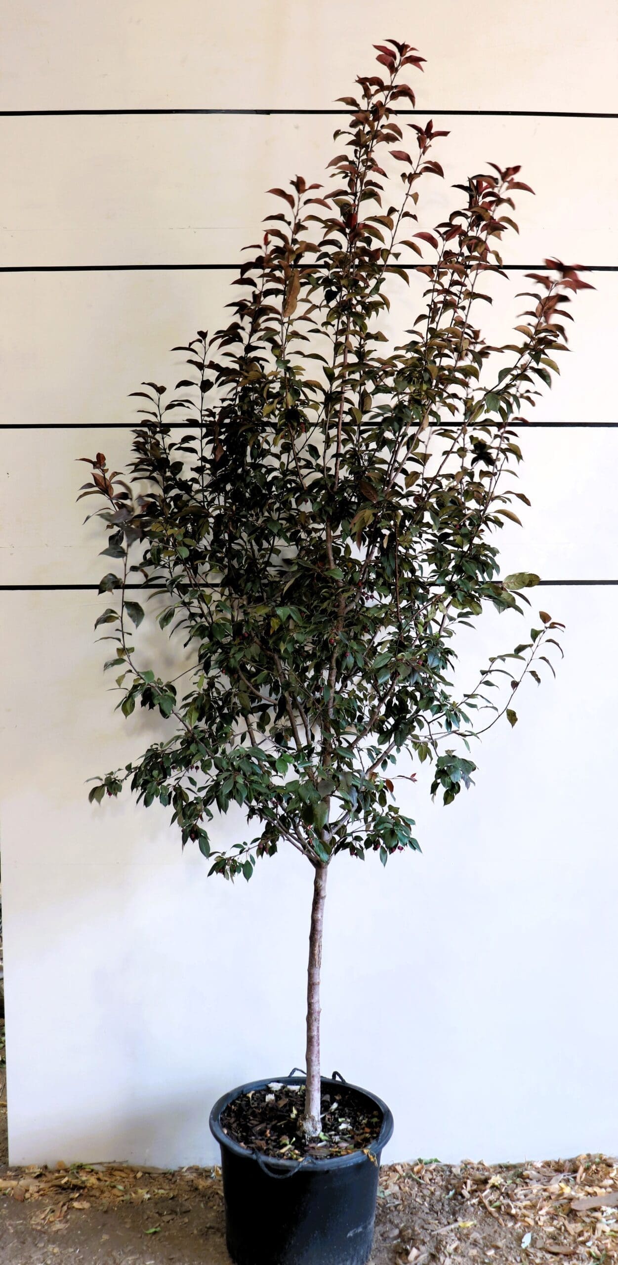 Malus 'Royalty'