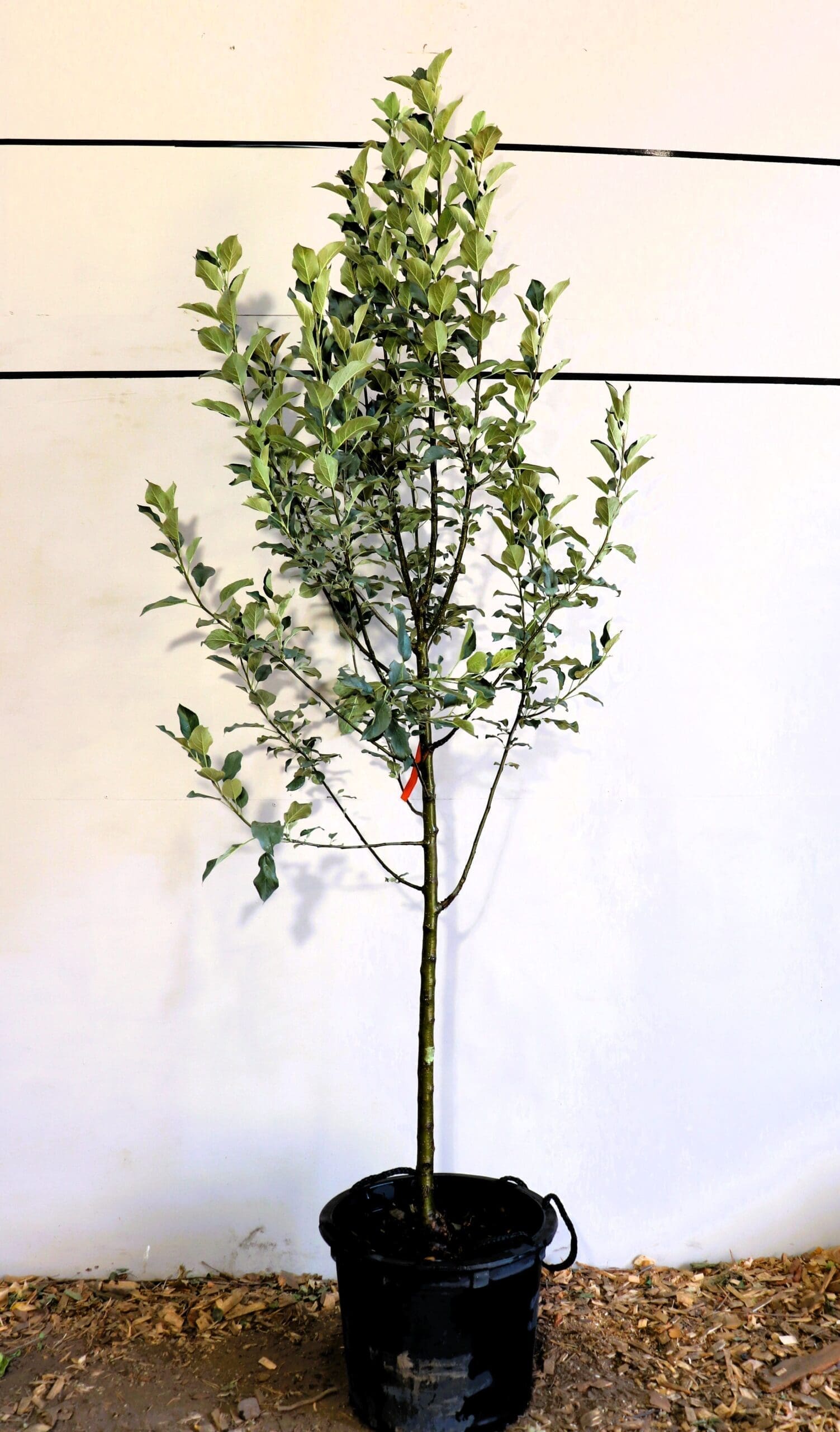 Malus 'Sweet Sixteen'