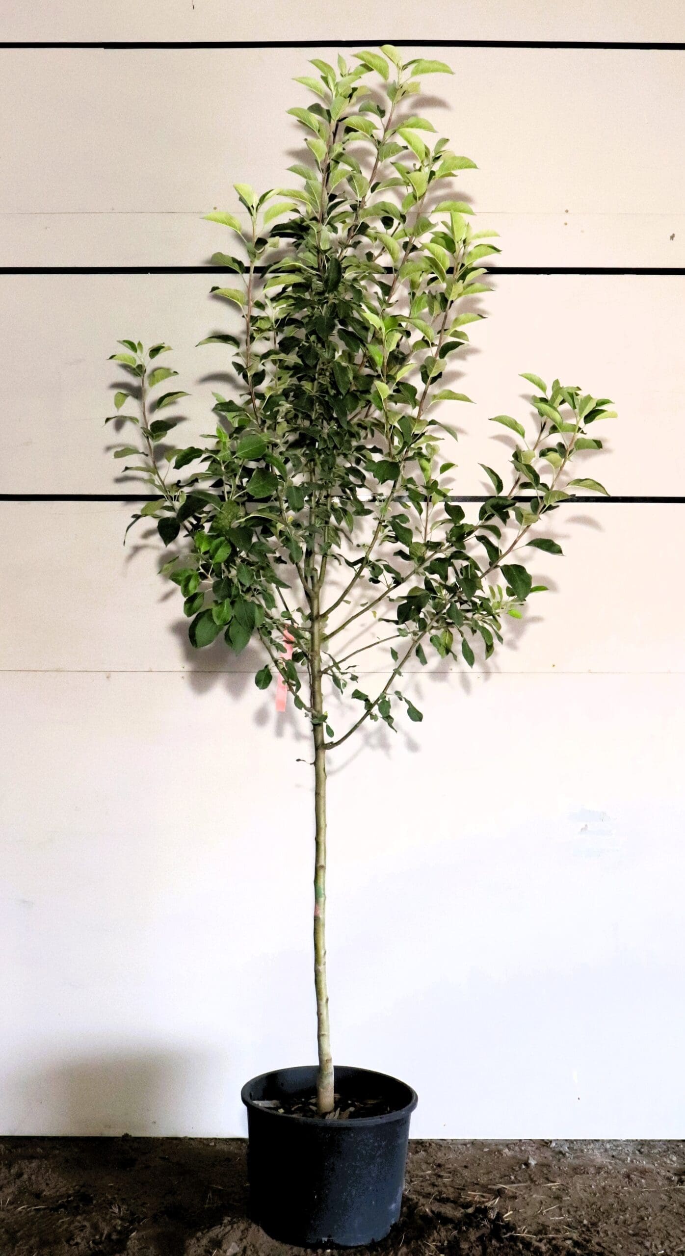 Malus 'State Fair'