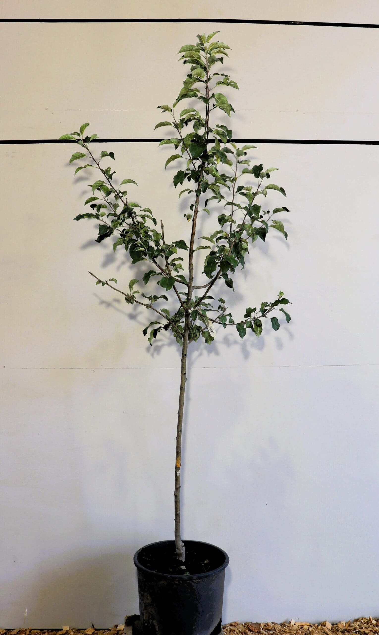 Malus 'Wealthy'