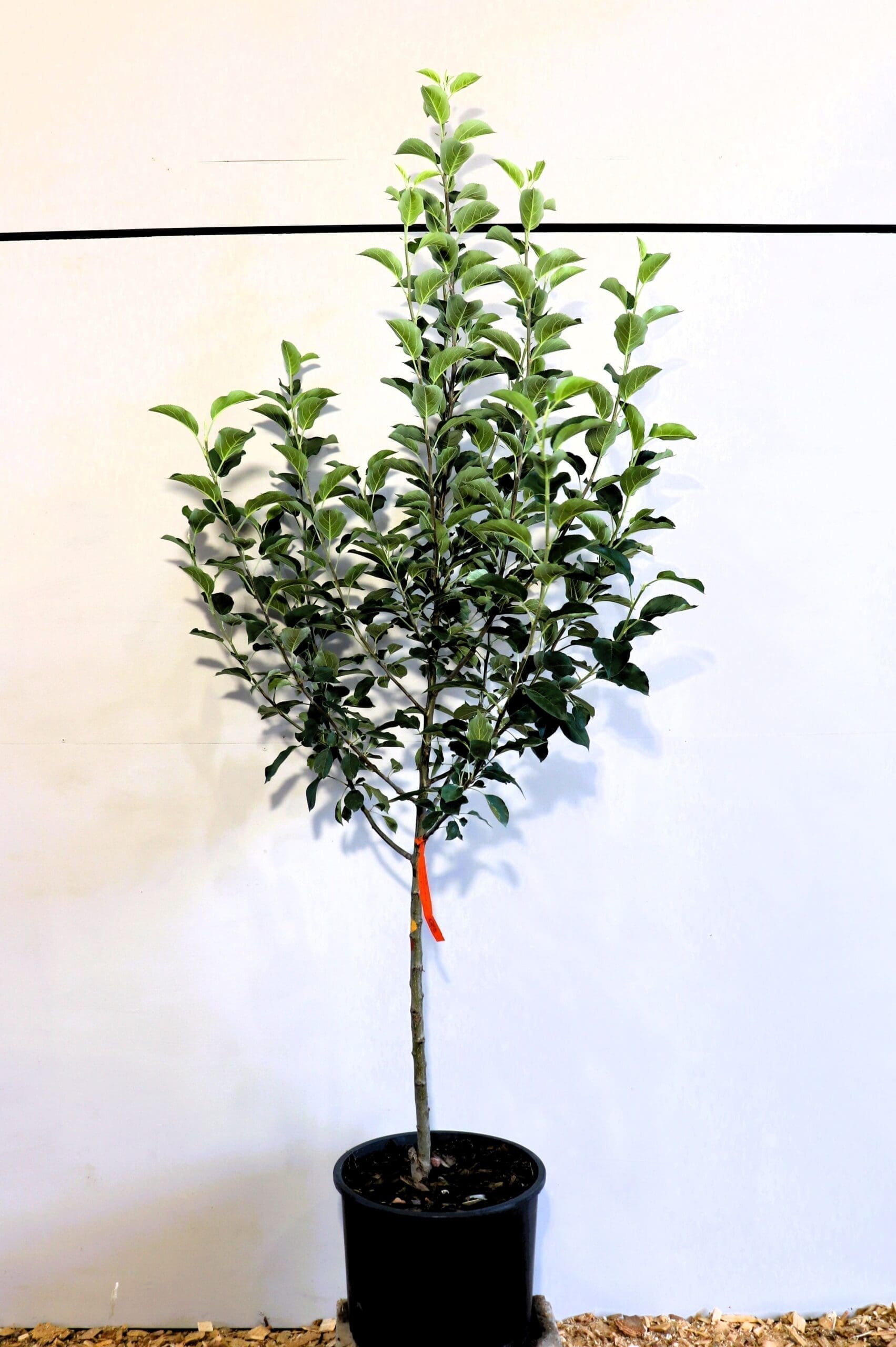 Malus 'Whitney'