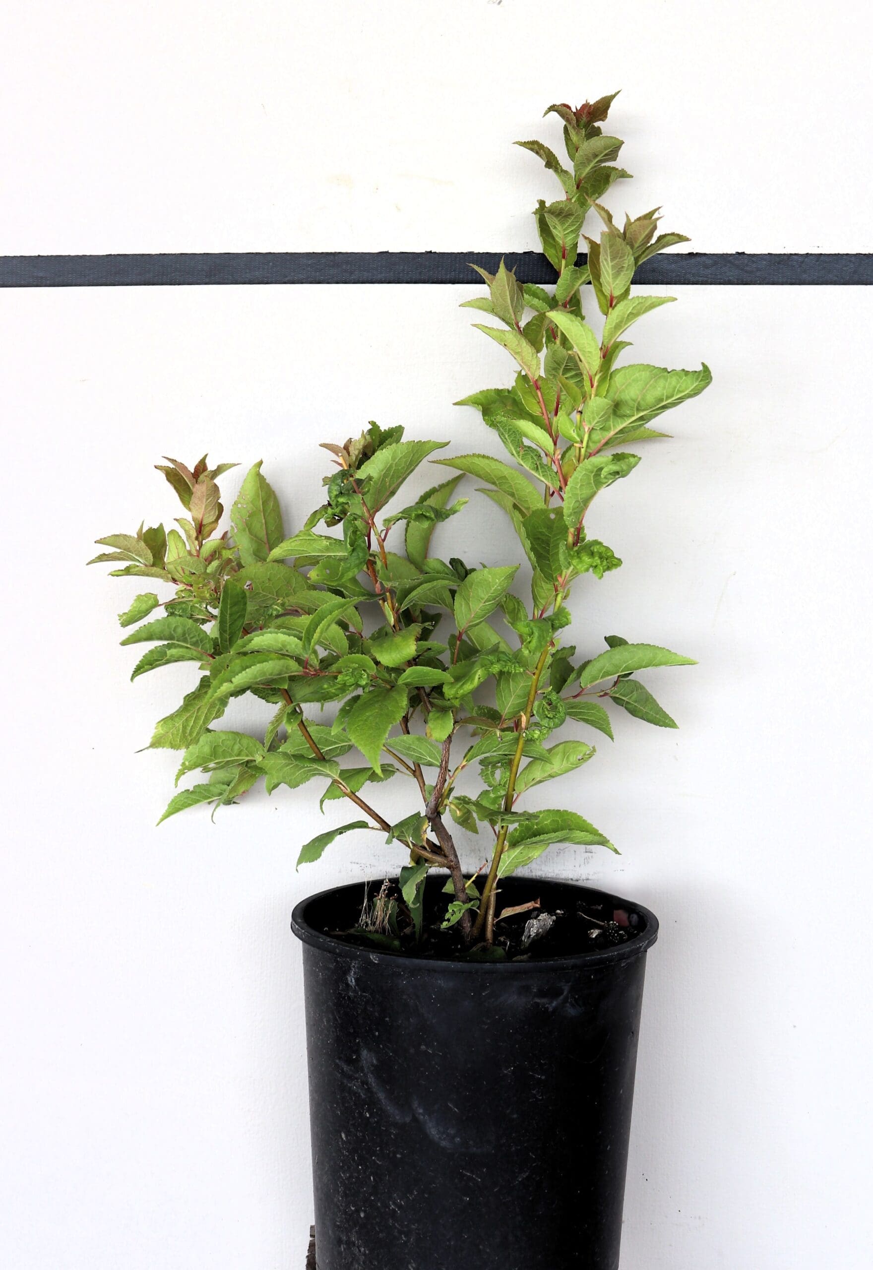 Prunus americana M/S