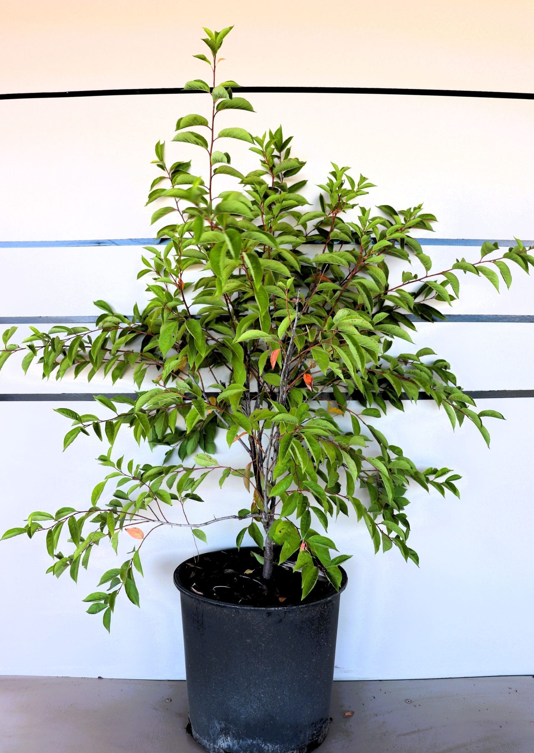 Prunus americana M/S